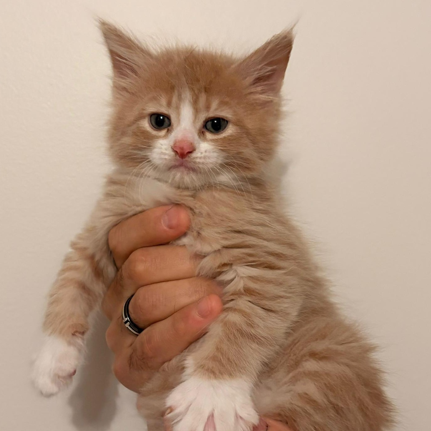 Enlarge Bo & Louisiana, an adoptable Domestic Medium Hair in Montclair, NJ image 5/6