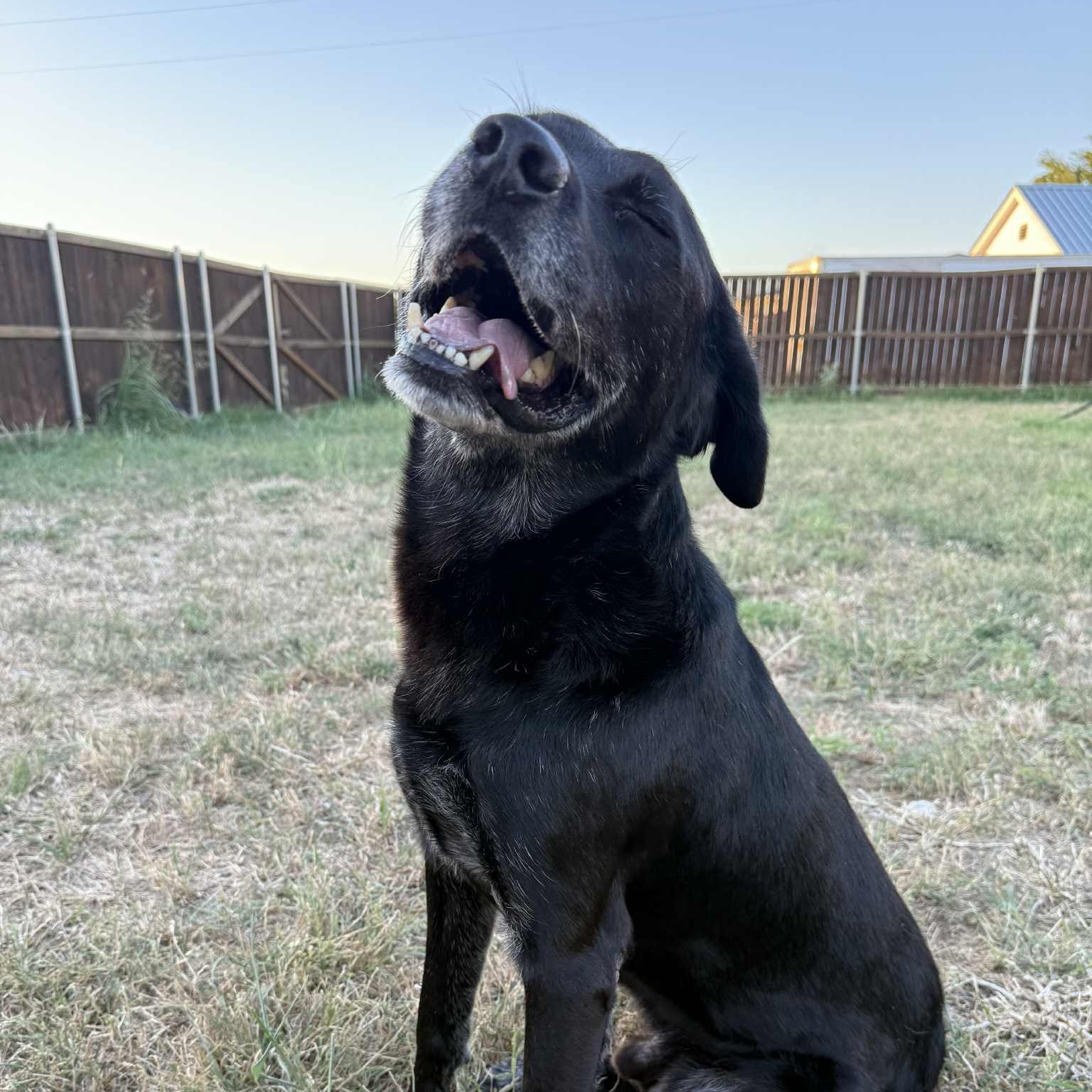 Melvin — thumbnail 3