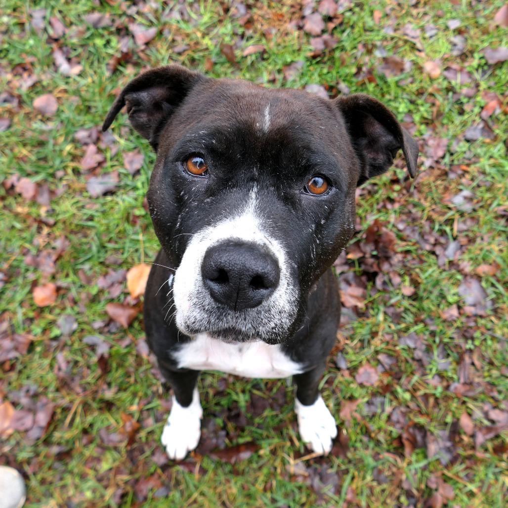 Amara, a Adoptable Mixed Breed in Mebane, NC image 1/3