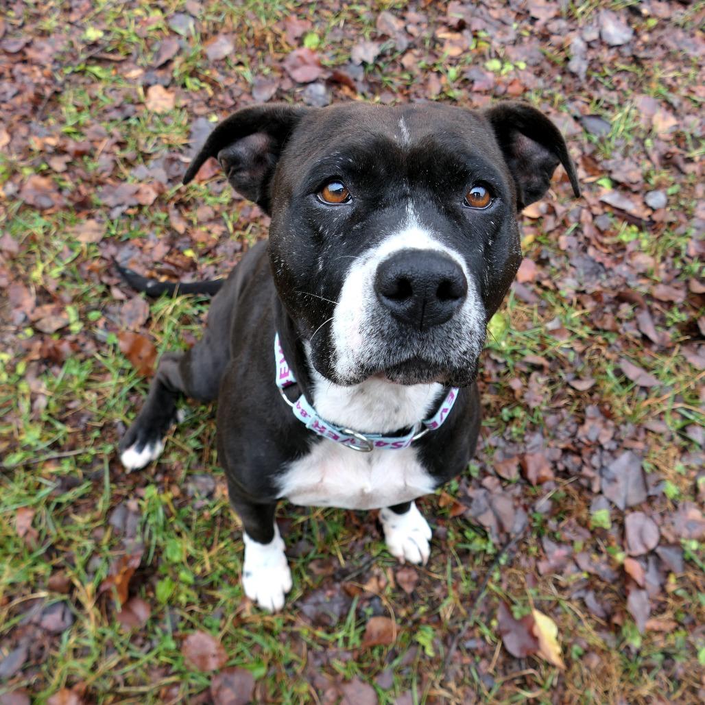 Amara, a Adoptable Mixed Breed in Mebane, NC image 3/3