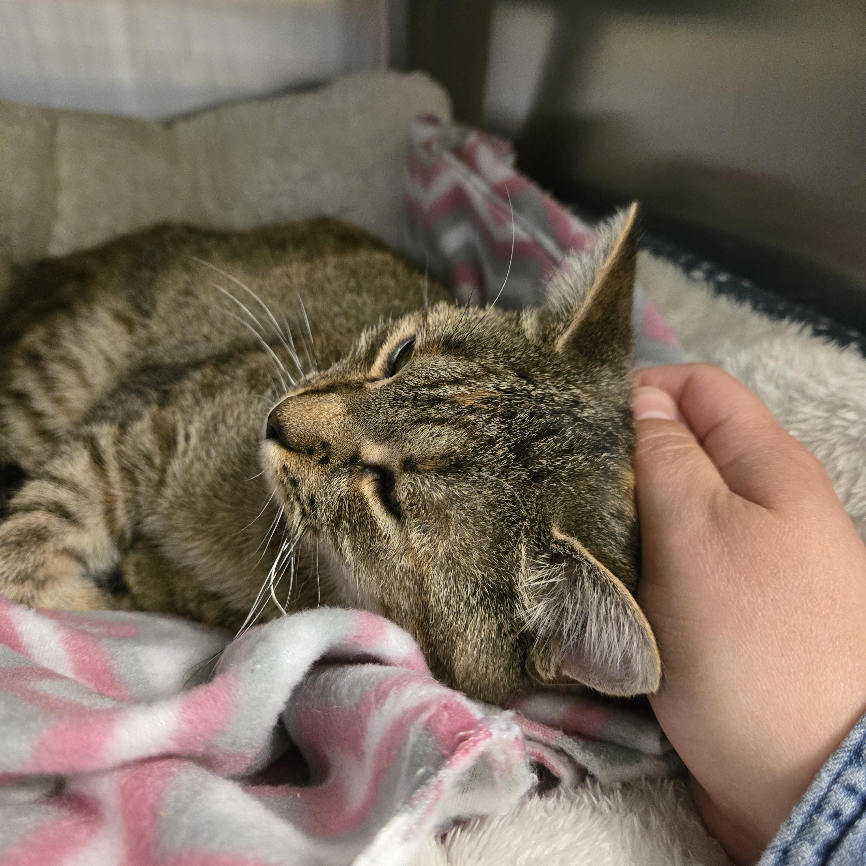 Enlarge Petunia, a ADOPTABLE Domestic Short Hair in Paris, ME image 3/4