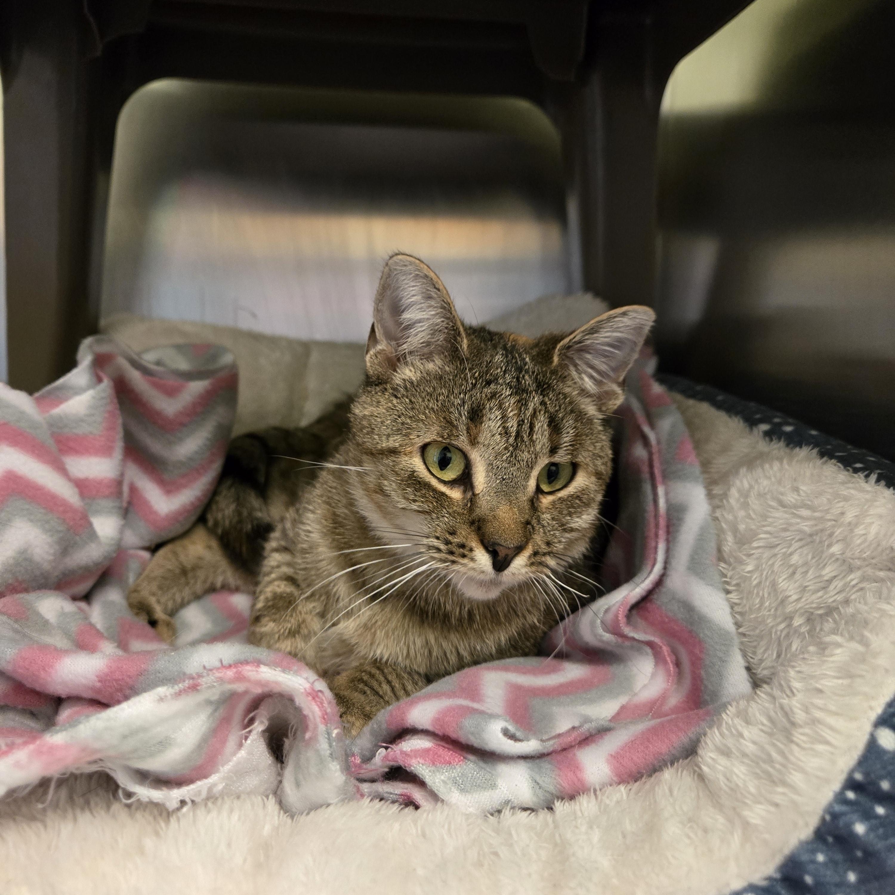 Enlarge Petunia, a ADOPTABLE Domestic Short Hair in Paris, ME image 4/4