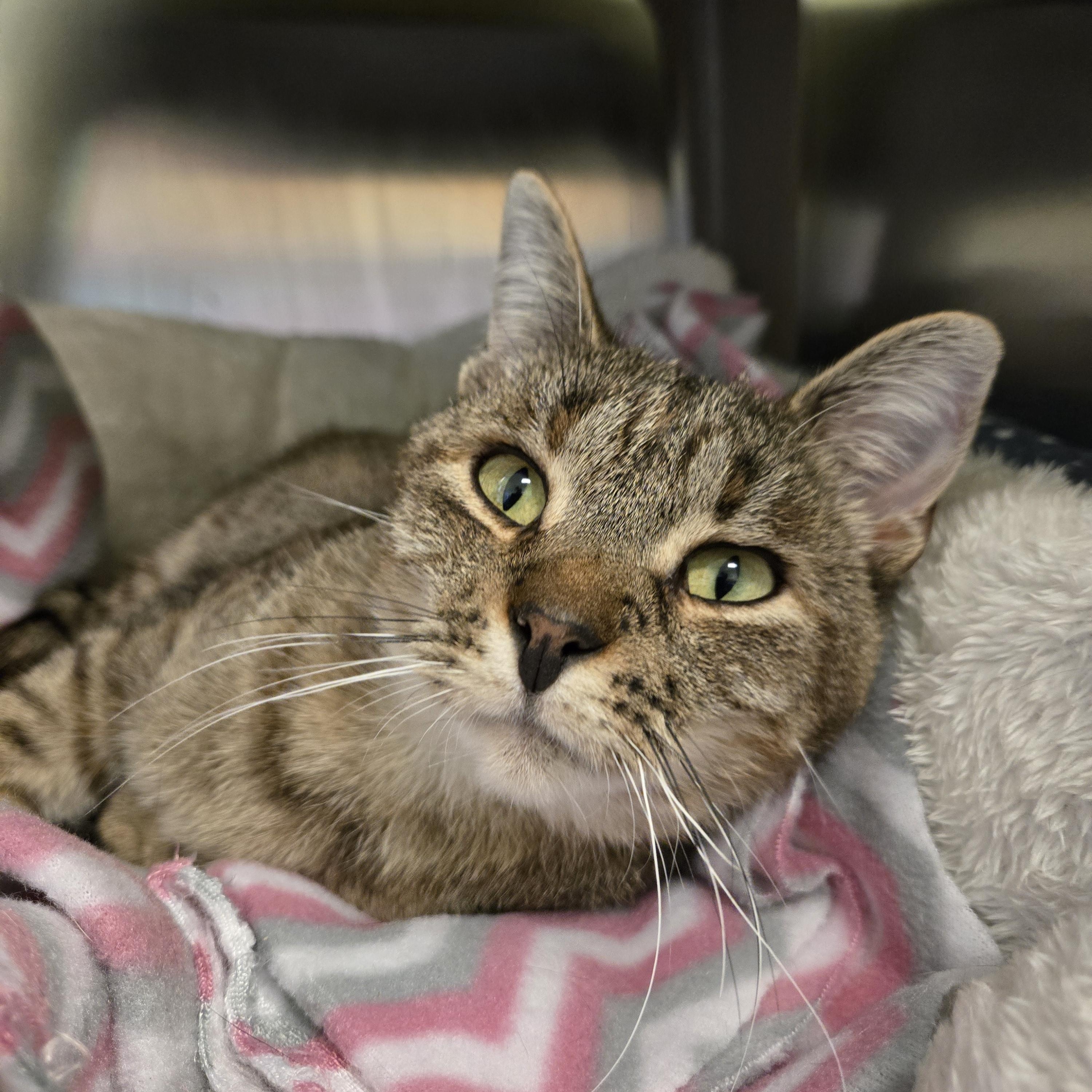 Petunia, ADOPTABLE, Adult Female Domestic Short Hair.