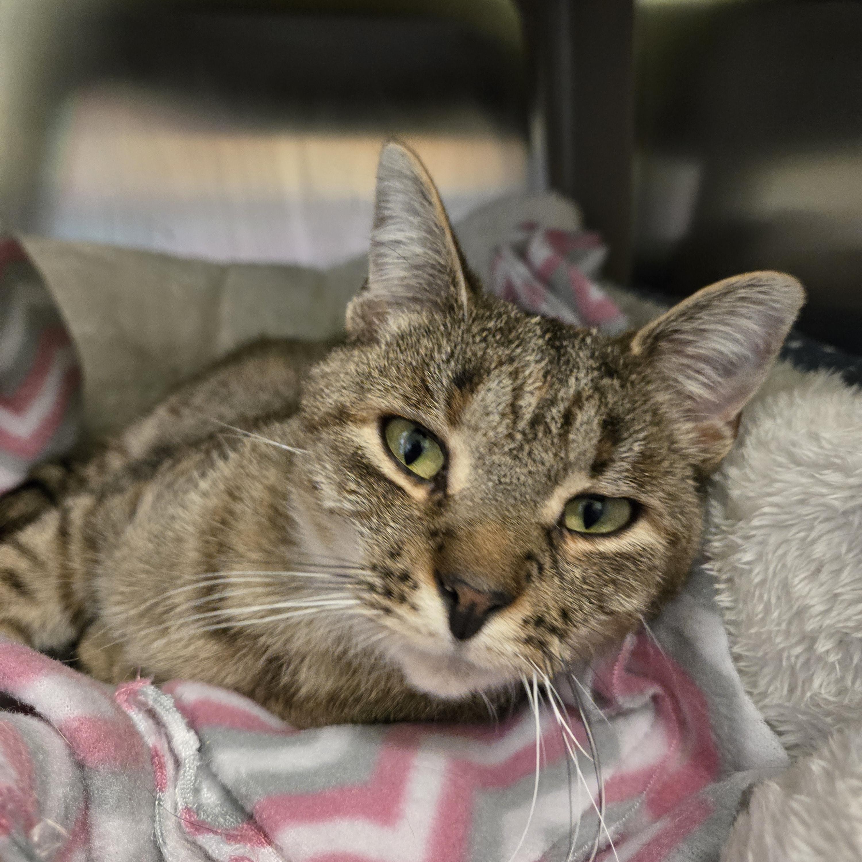 Enlarge Petunia, a ADOPTABLE Domestic Short Hair in Paris, ME image 2/4