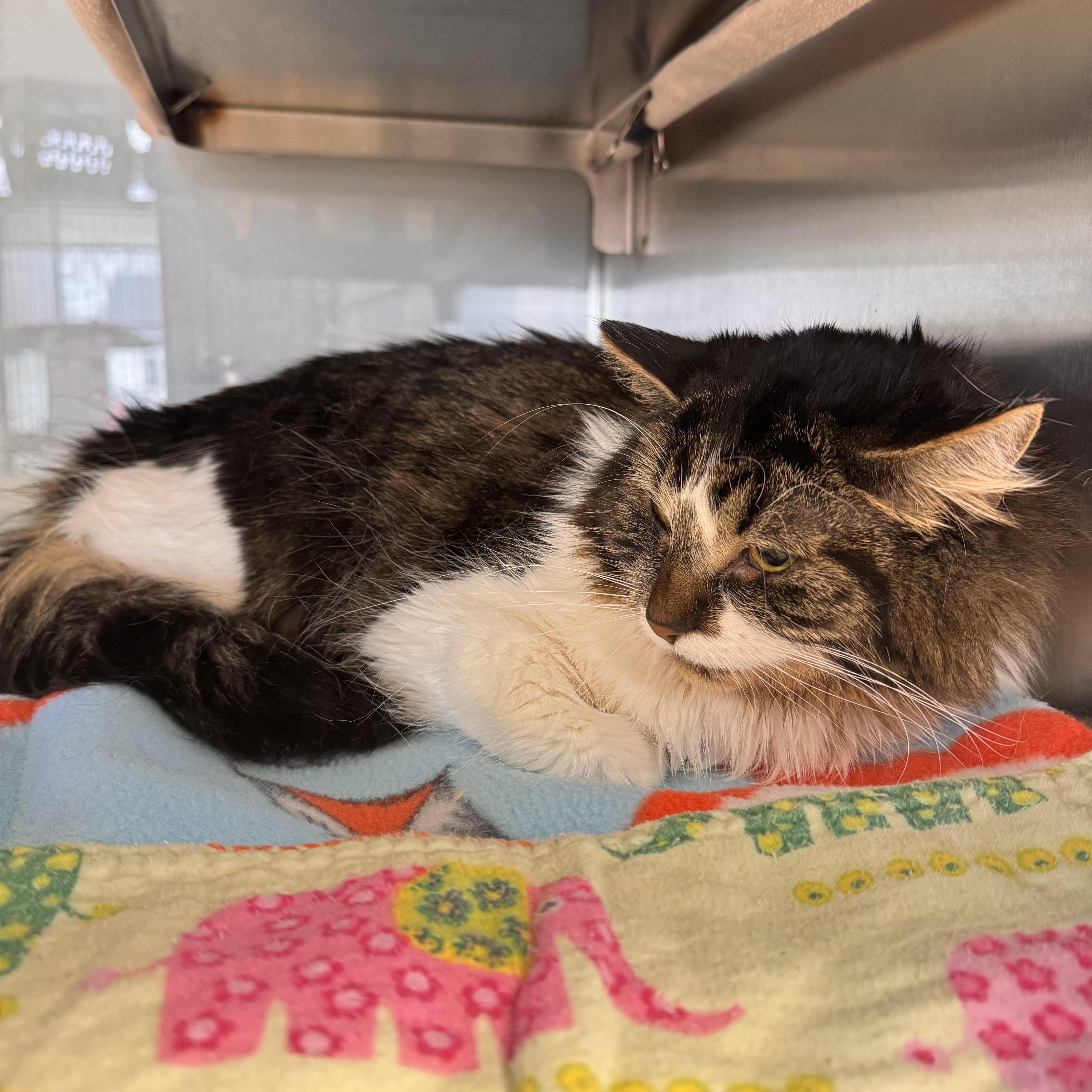 Enlarge Nosey, a ADOPTABLE Domestic Medium Hair in Midland, MI image 2/3