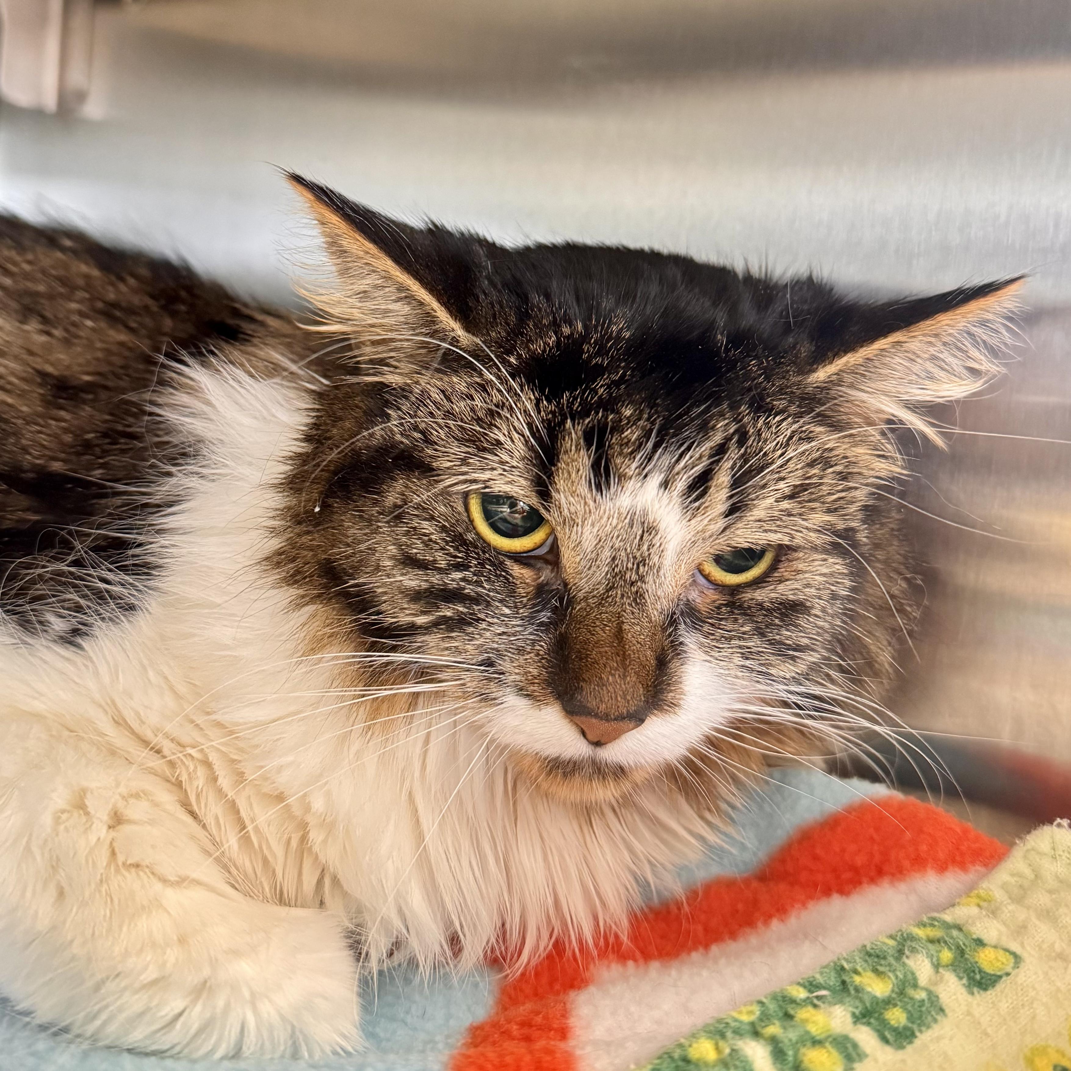 Enlarge Nosey, a ADOPTABLE Domestic Medium Hair in Midland, MI image 3/3