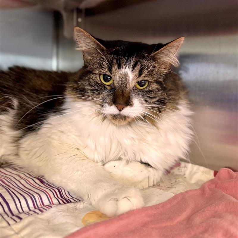 Enlarge Nosey, a ADOPTABLE Domestic Medium Hair in Midland, MI image 1/3