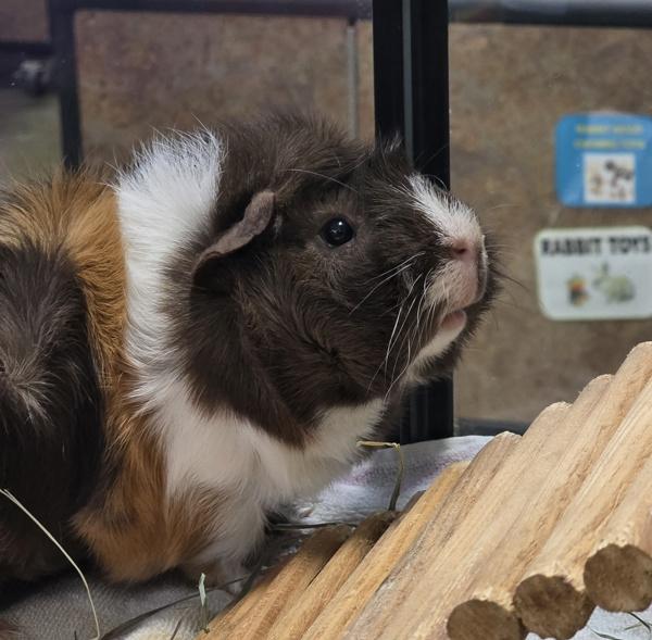 Enlarge Apollo, a Adoptable mixed breed in Oceanside, CA image 1/1