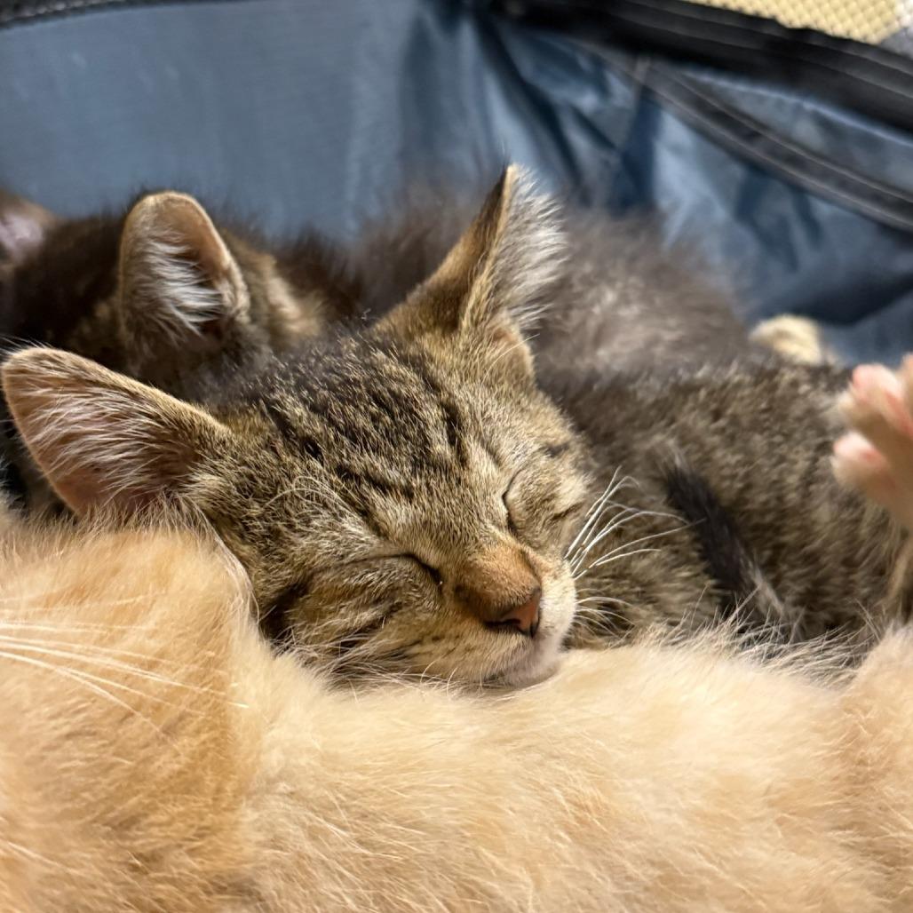 Enlarge Barrier, a Adoptable Domestic Short Hair in Sioux Falls, SD image 1/1