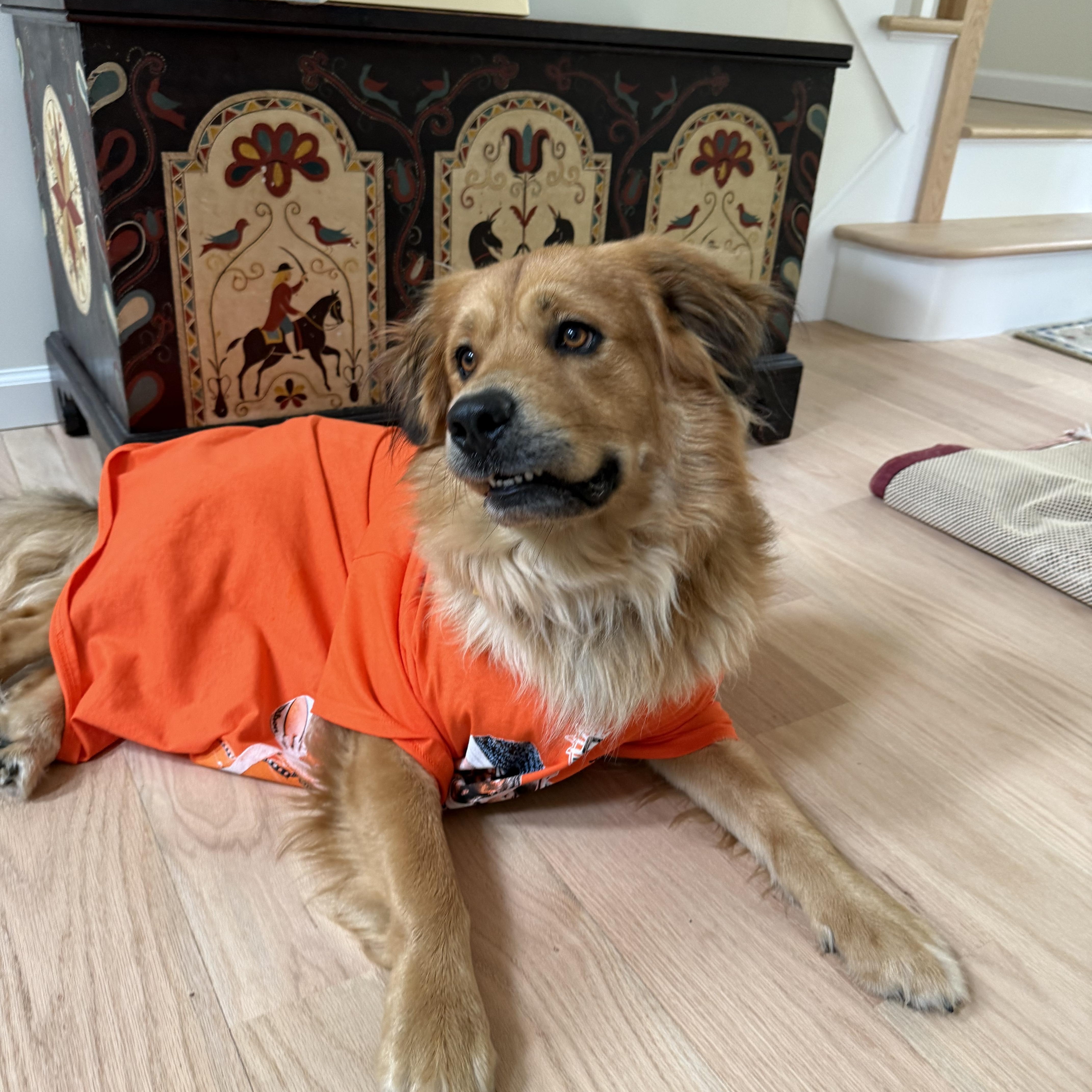 Enlarge Varsity, an adopted mixed breed in East Haddam, CT image 4/6