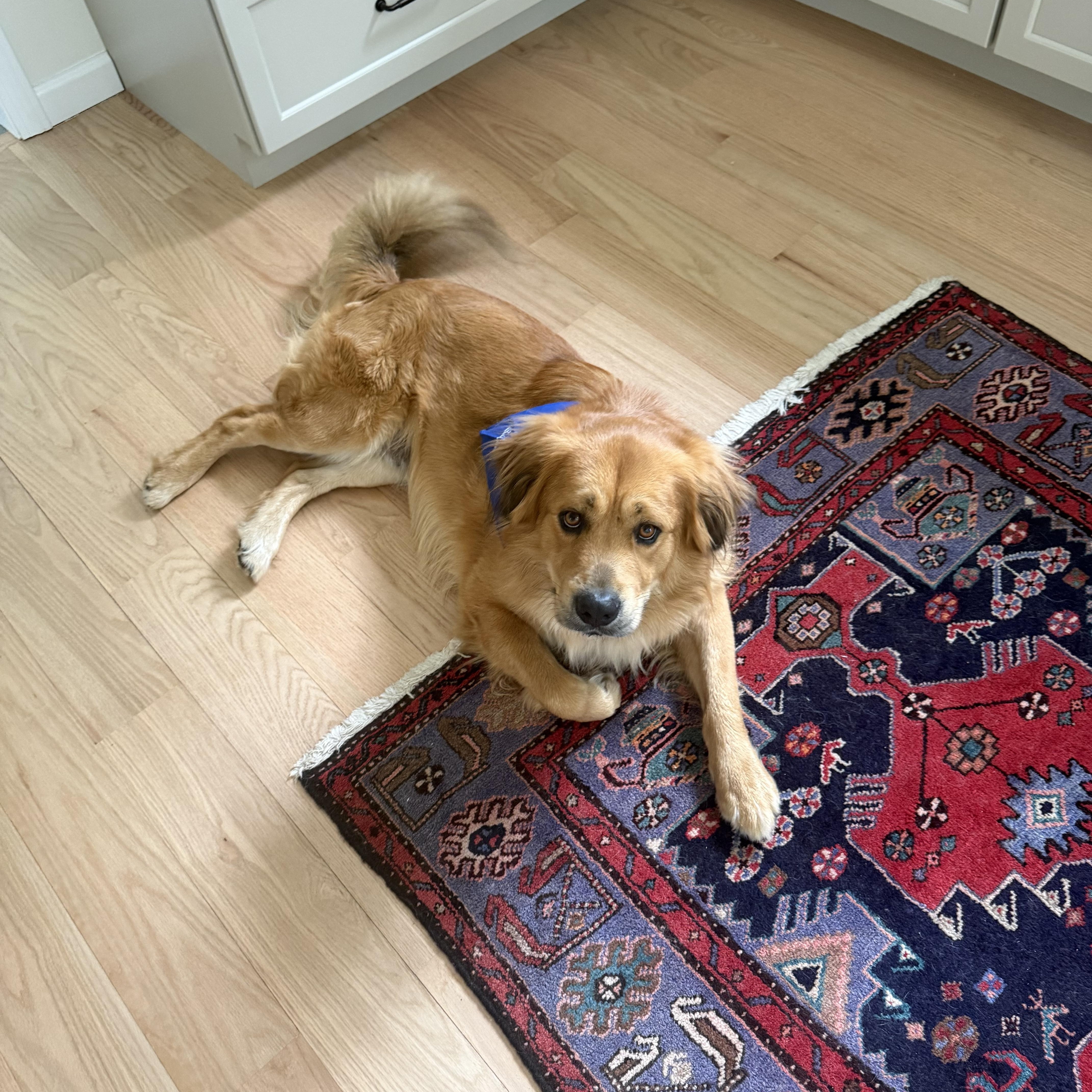 Enlarge Varsity, an adopted mixed breed in East Haddam, CT image 3/6