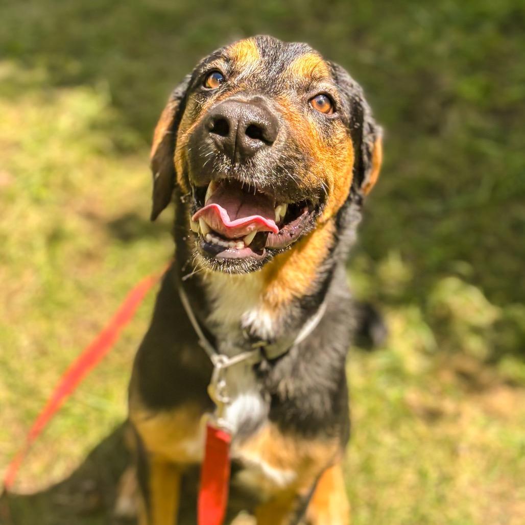 Dozer, Adoptable, Young Male Rottweiler & Mixed Breed.