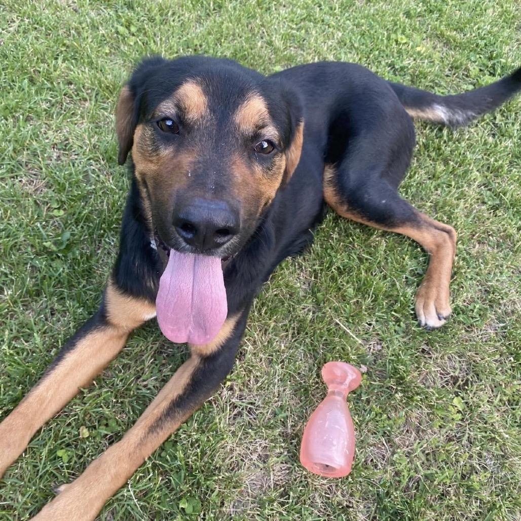 Enlarge Dozer, a Adoptable mixed breed in Springboro, OH image 3/6