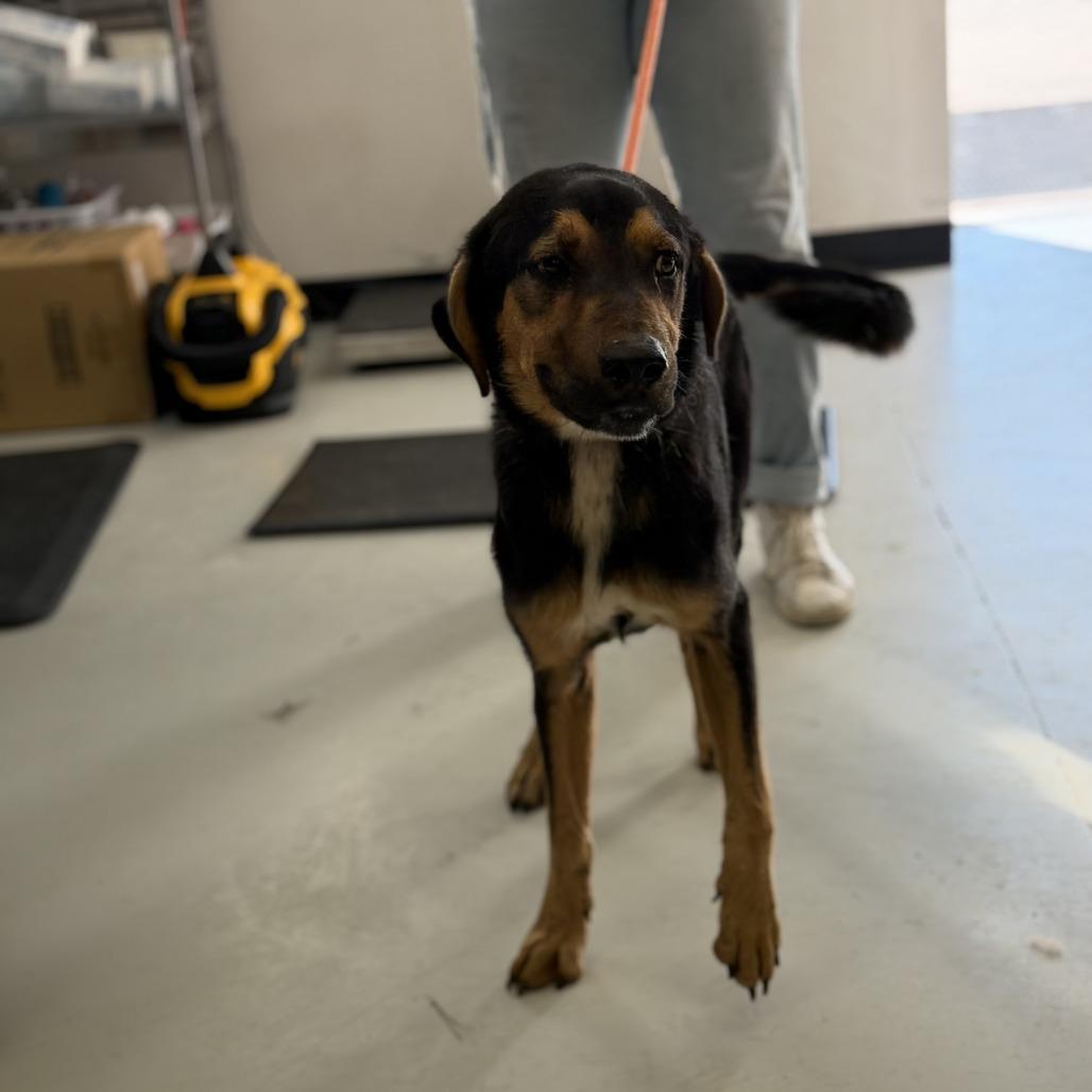 Enlarge Dozer, a Adoptable mixed breed in Springboro, OH image 5/6