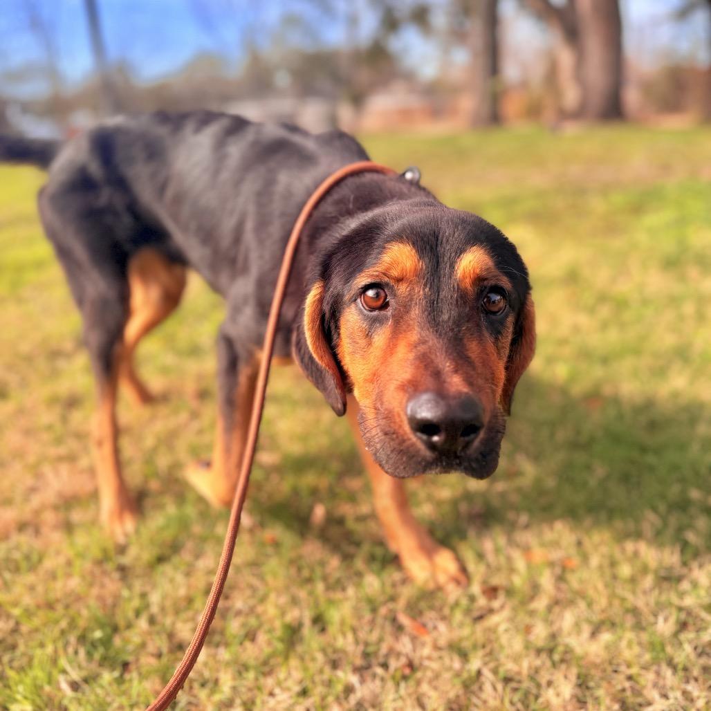 Enlarge Dozer, a Adoptable mixed breed in Springboro, OH image 6/6