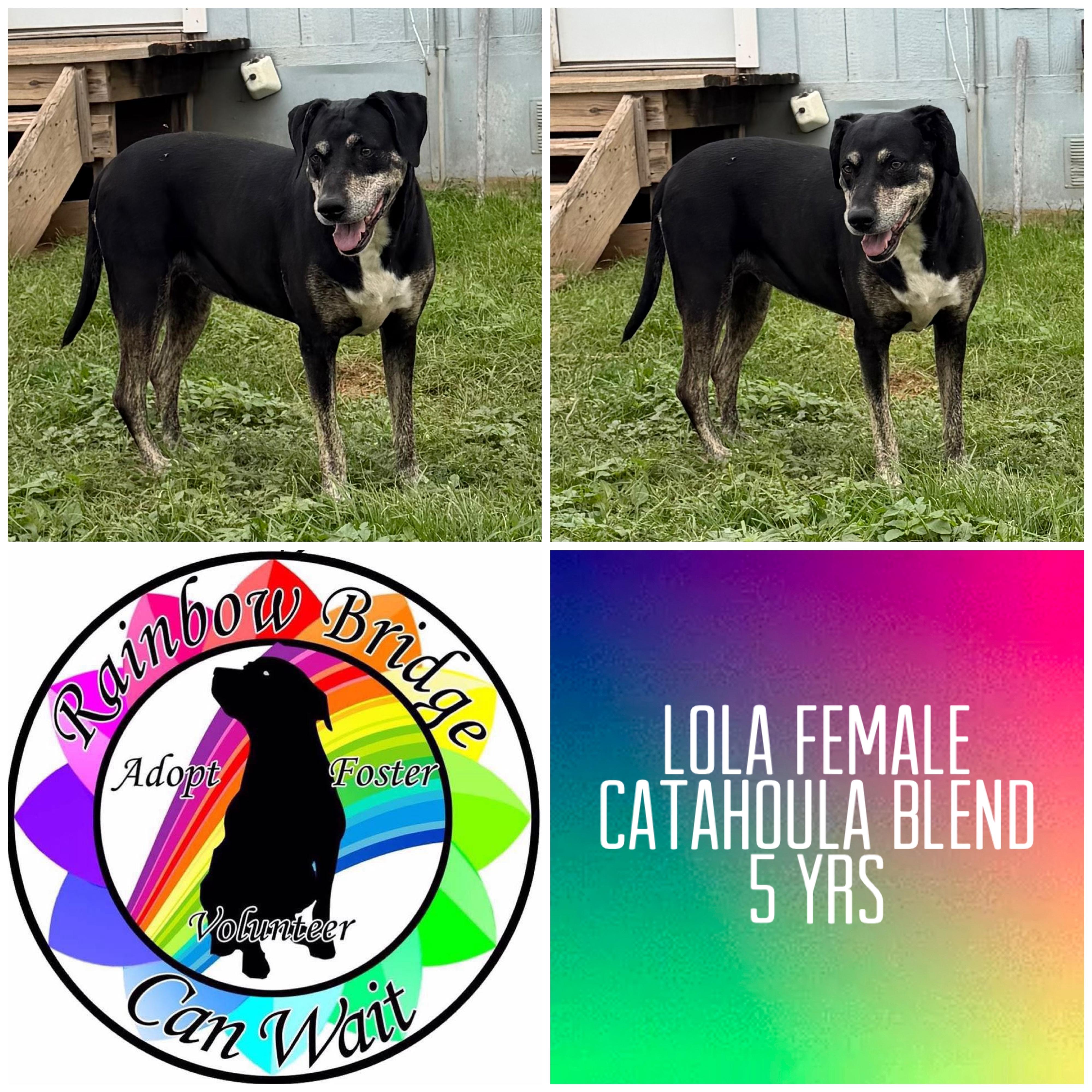 Lola, ADOPTABLE, Adult Female Catahoula Leopard Dog.