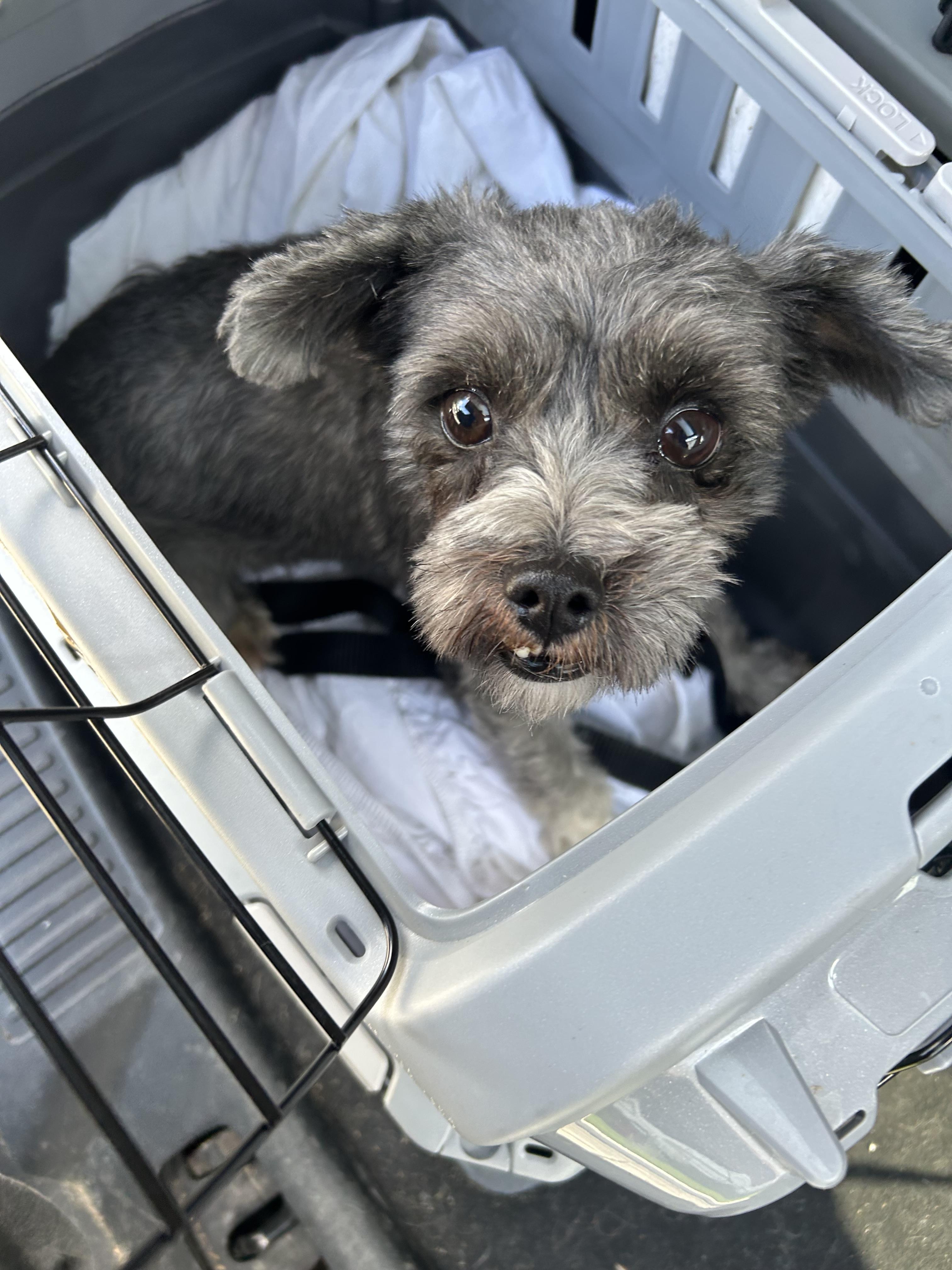 Enlarge Choco, a Adoptable mixed breed in Oak Ridge, NJ image 1/1