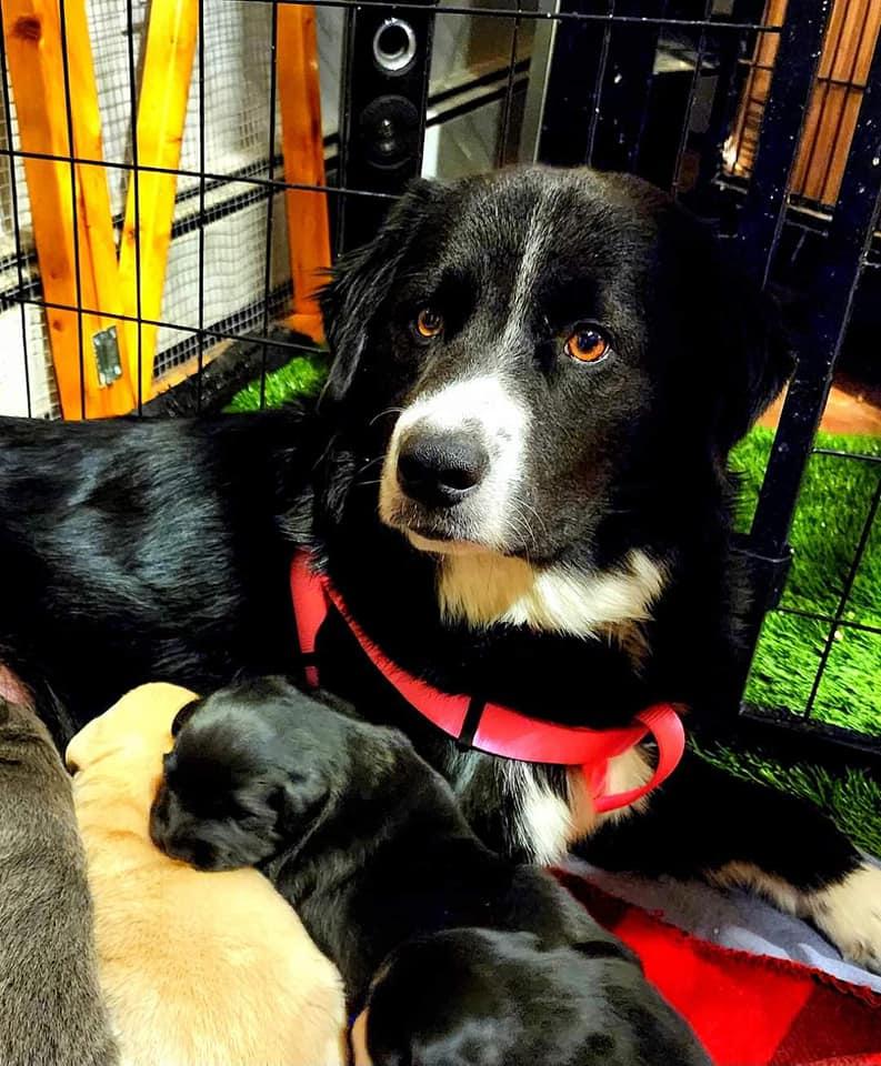 Fiona, Adoptable, Adult Female Border Collie & Australian Shepherd.