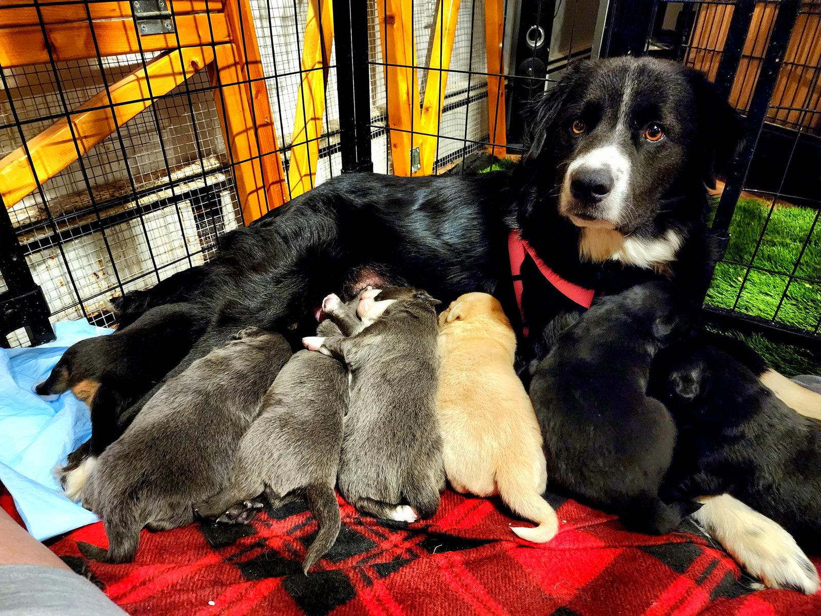 Enlarge Fiona, a Adoptable mixed breed in Hewitt, NJ image 2/3