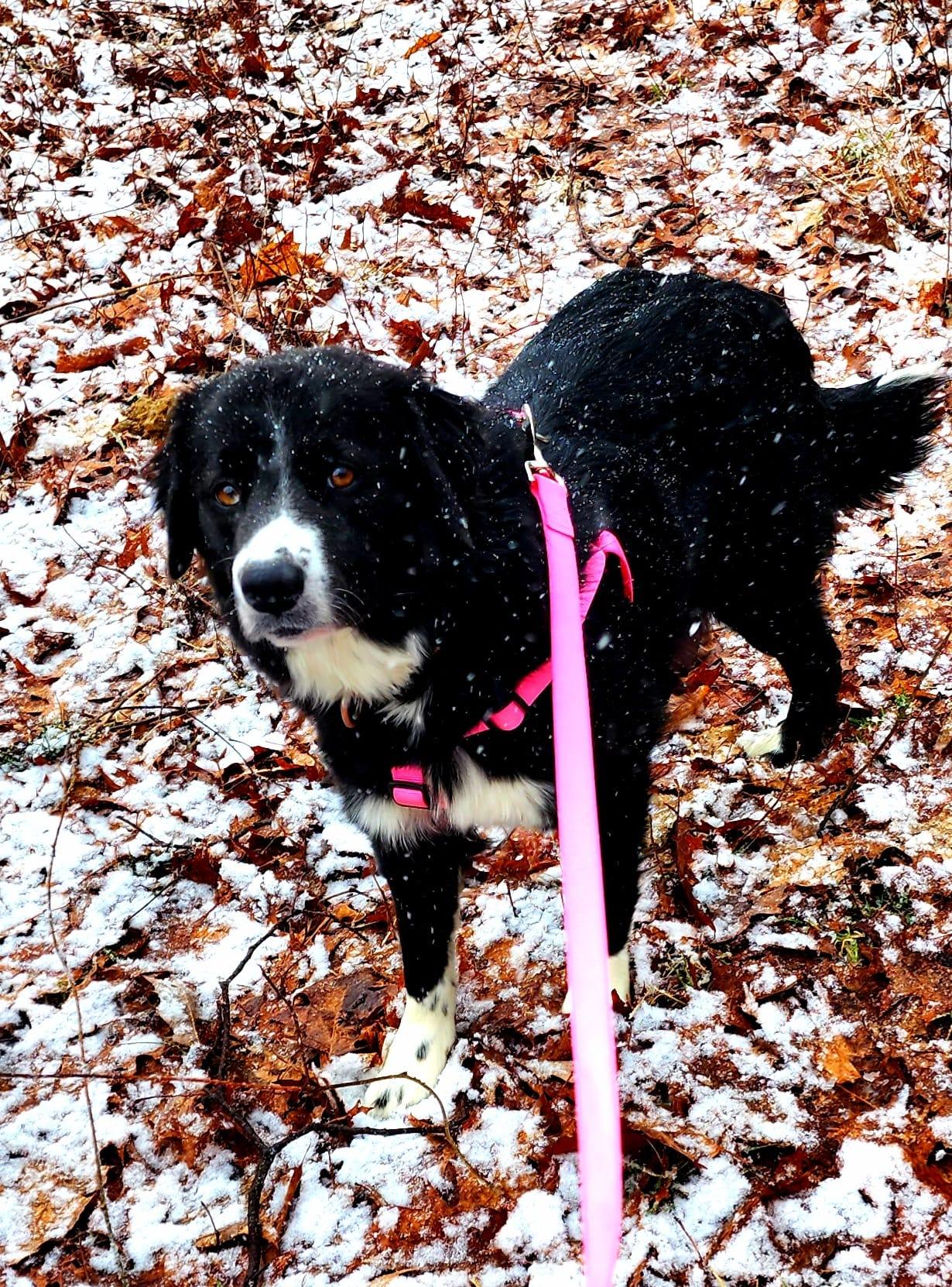 Enlarge Fiona, a Adoptable mixed breed in Hewitt, NJ image 3/3