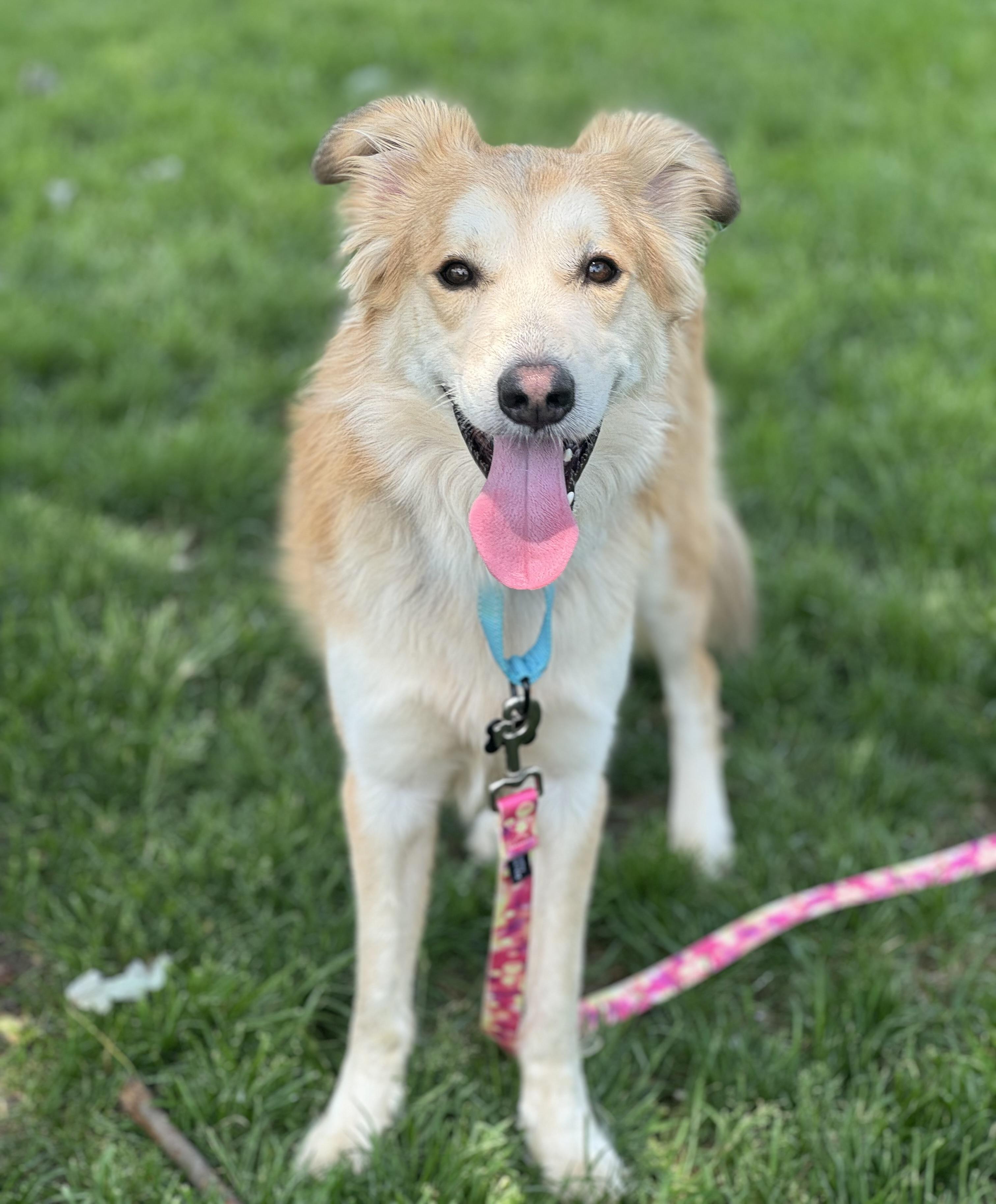 Enlarge Samson, a ADOPTABLE mixed breed in China Township, MI image 5/6