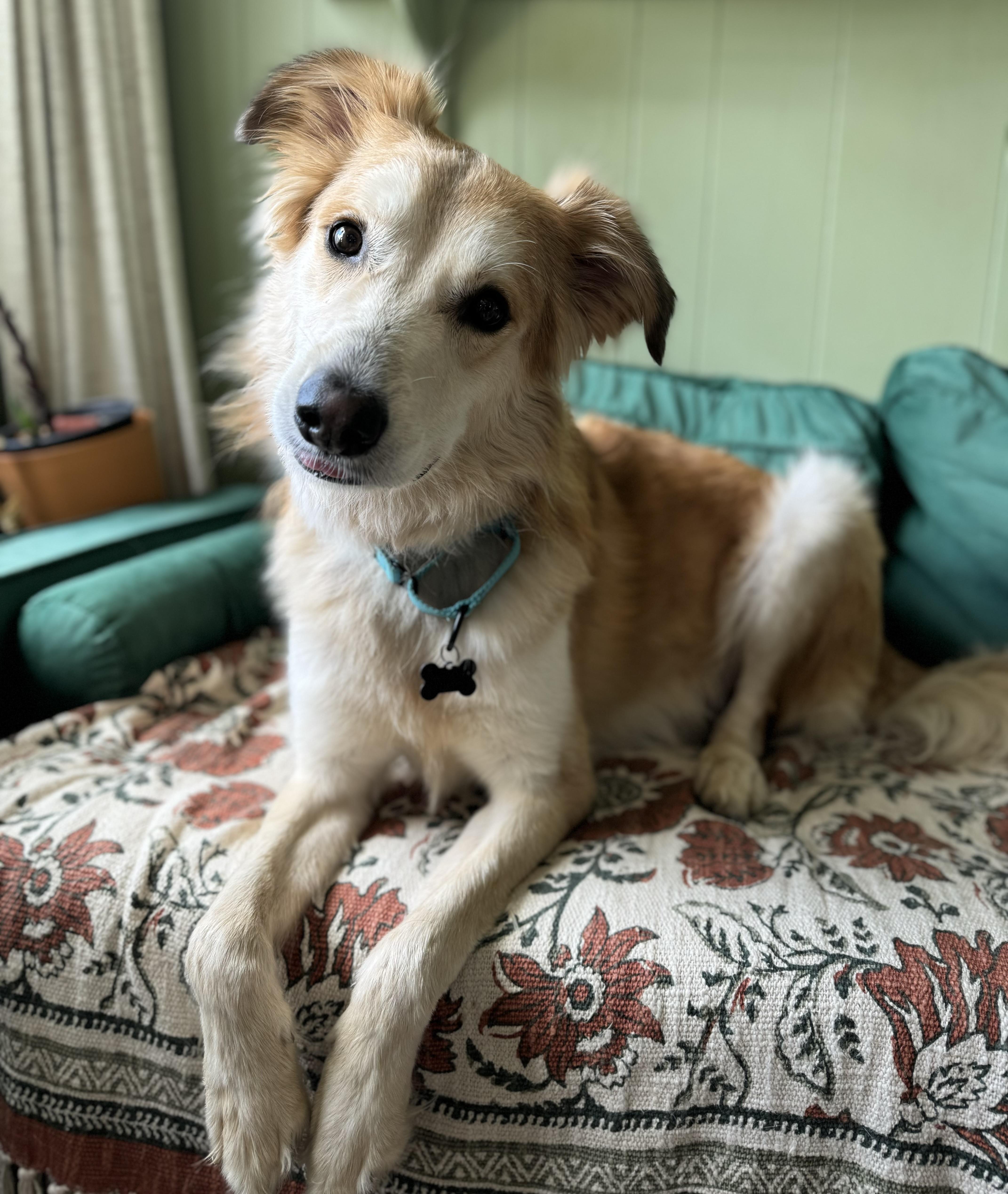 Enlarge Samson, an adopted mixed breed in China Township, MI image 6/6