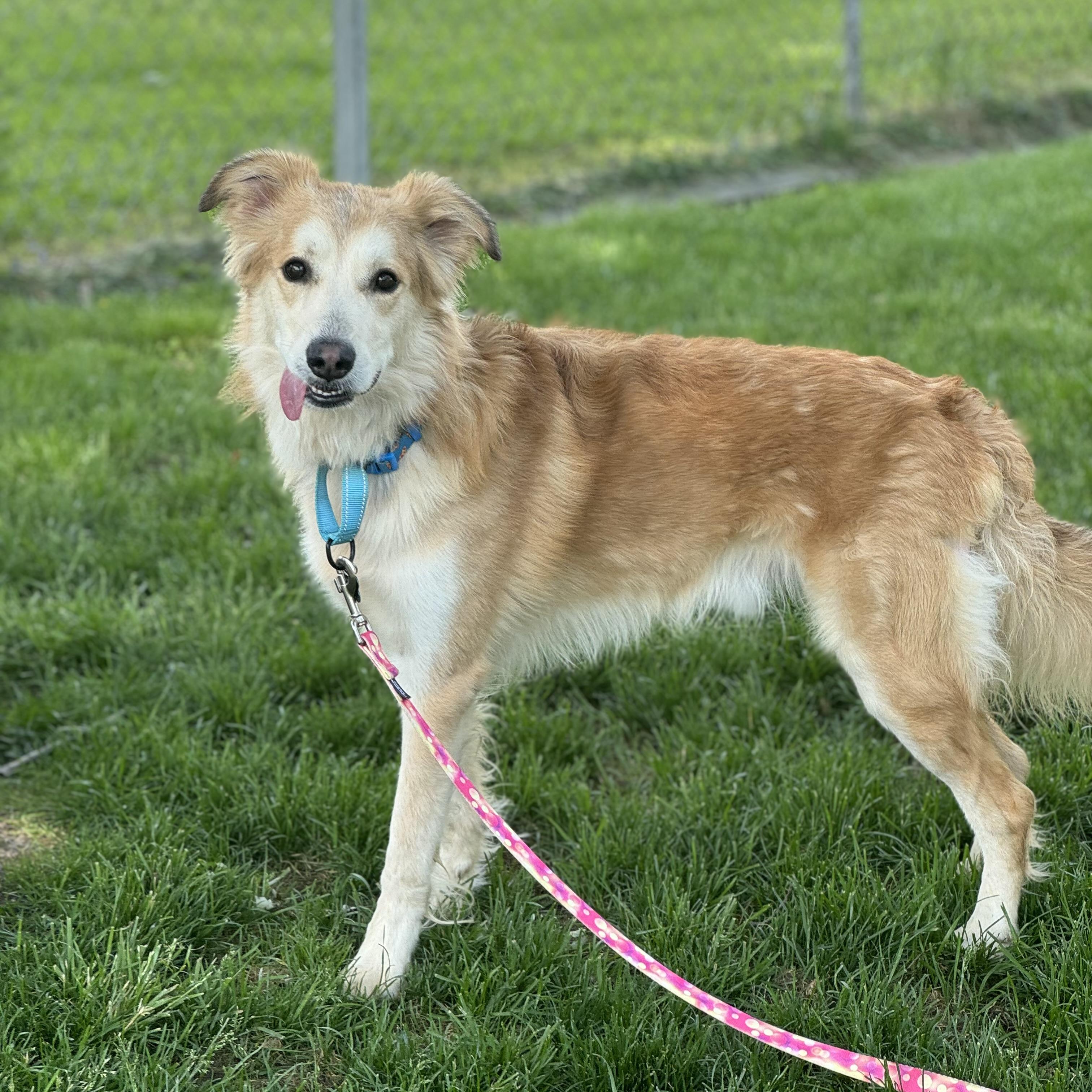 Enlarge Samson, a ADOPTABLE mixed breed in China Township, MI image 2/6