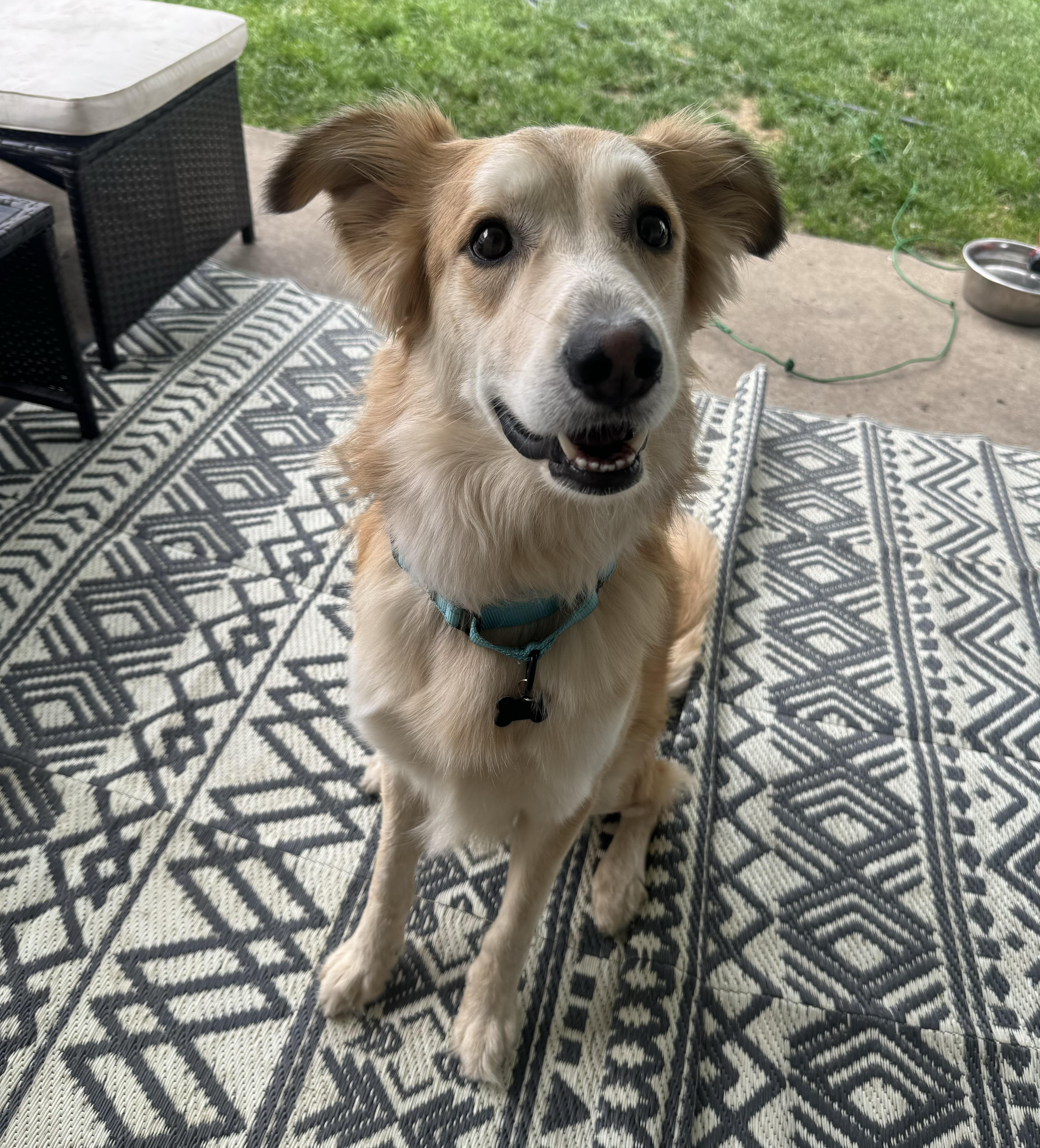 Enlarge Samson, a ADOPTABLE mixed breed in China Township, MI image 6/6