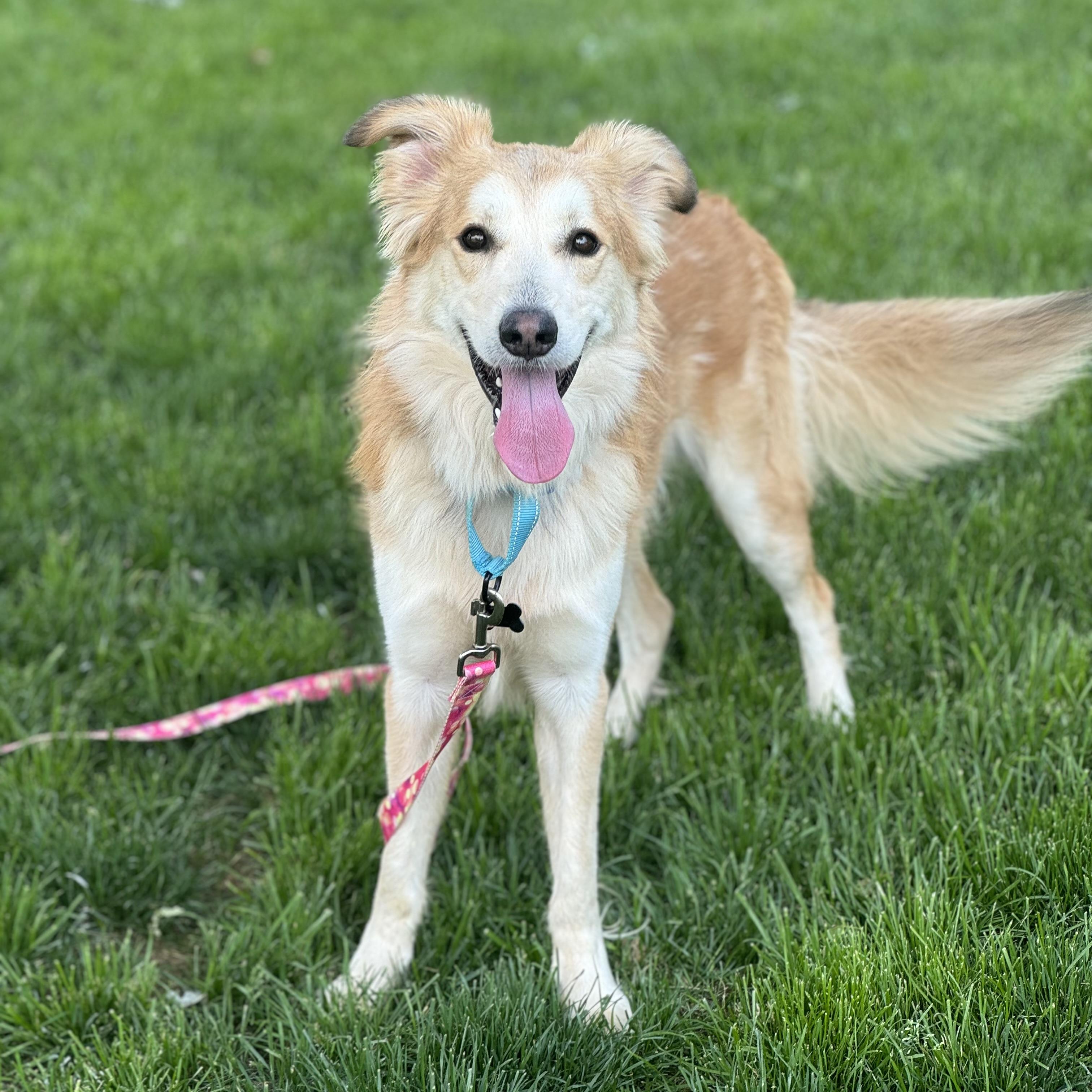 Samson, ADOPTABLE, Young Male Smooth Collie.