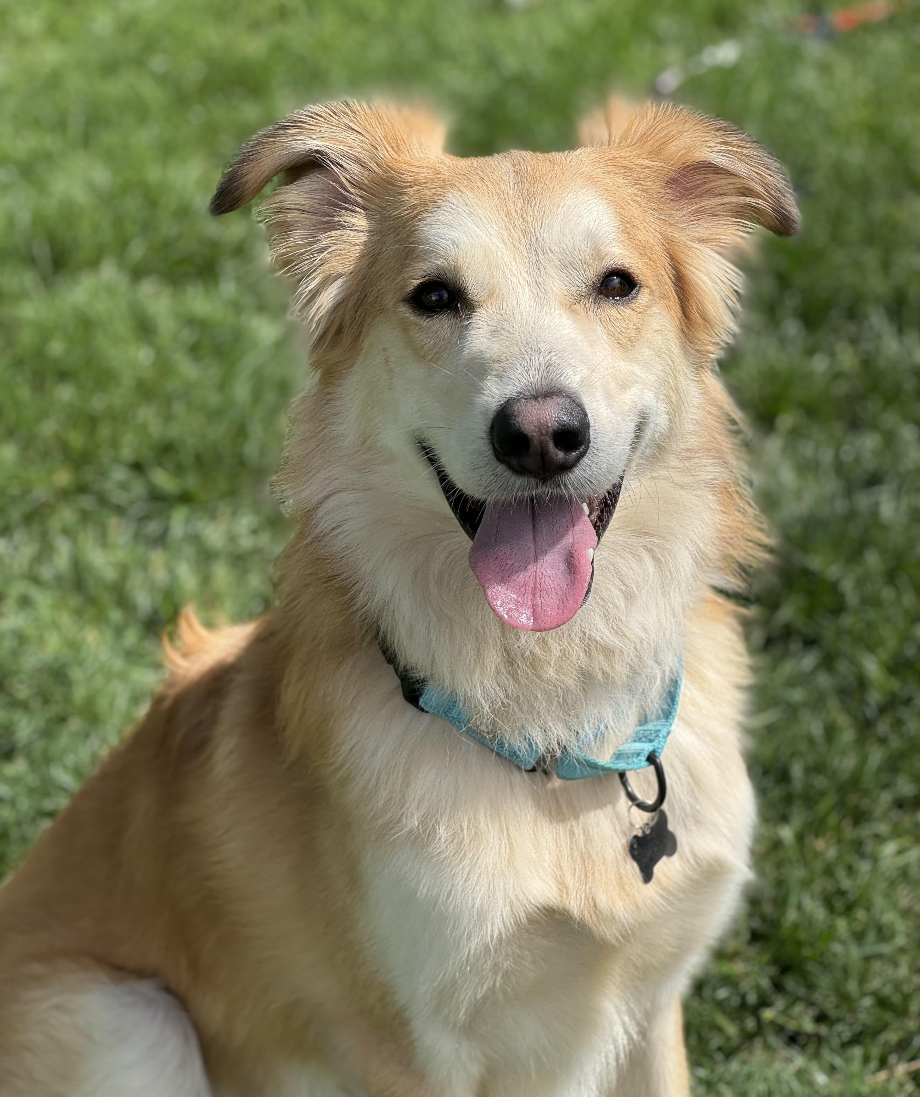 Enlarge Samson, an adopted mixed breed in China Township, MI image 5/6