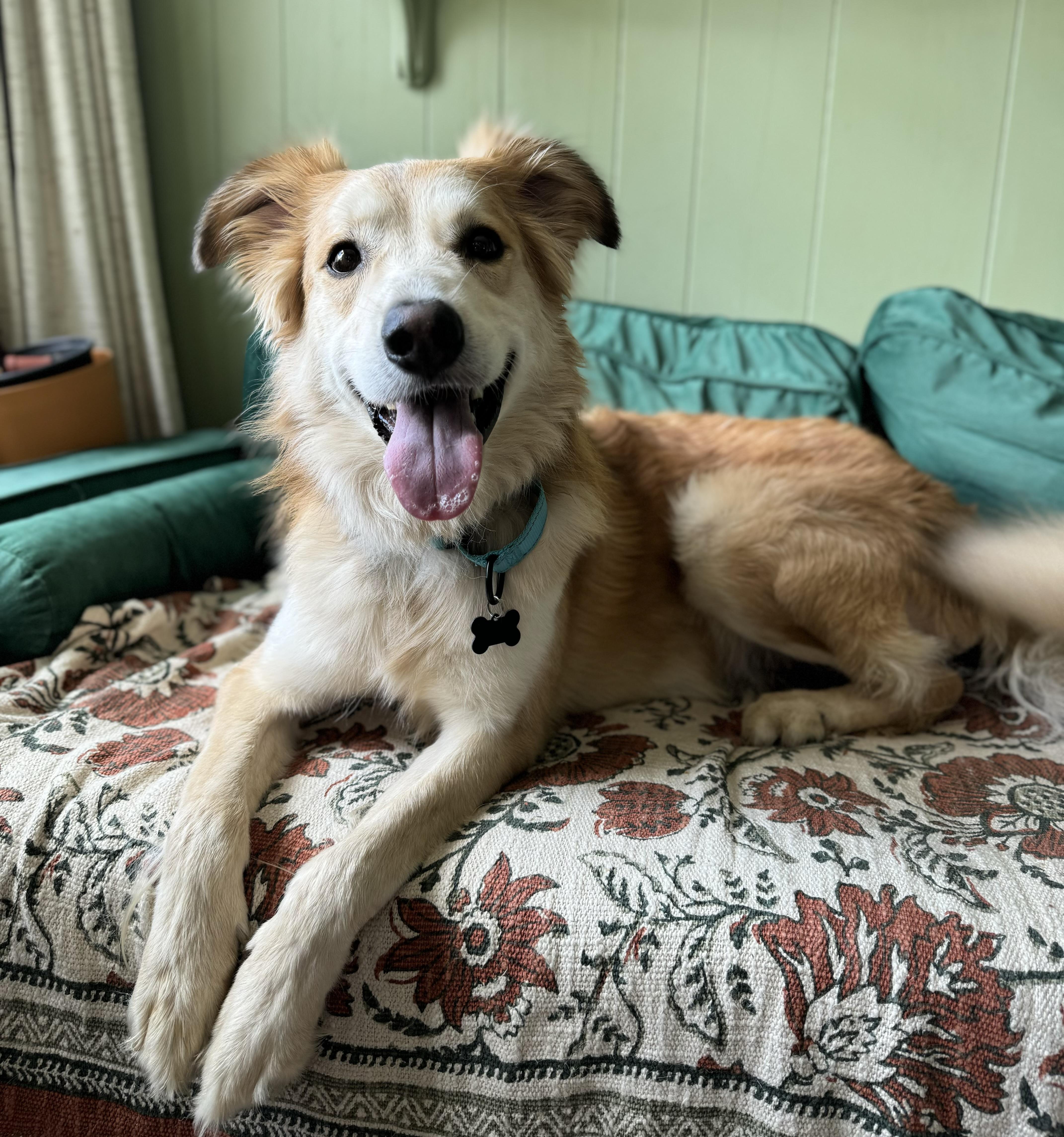 Samson, adopted, Young Male Smooth Collie.