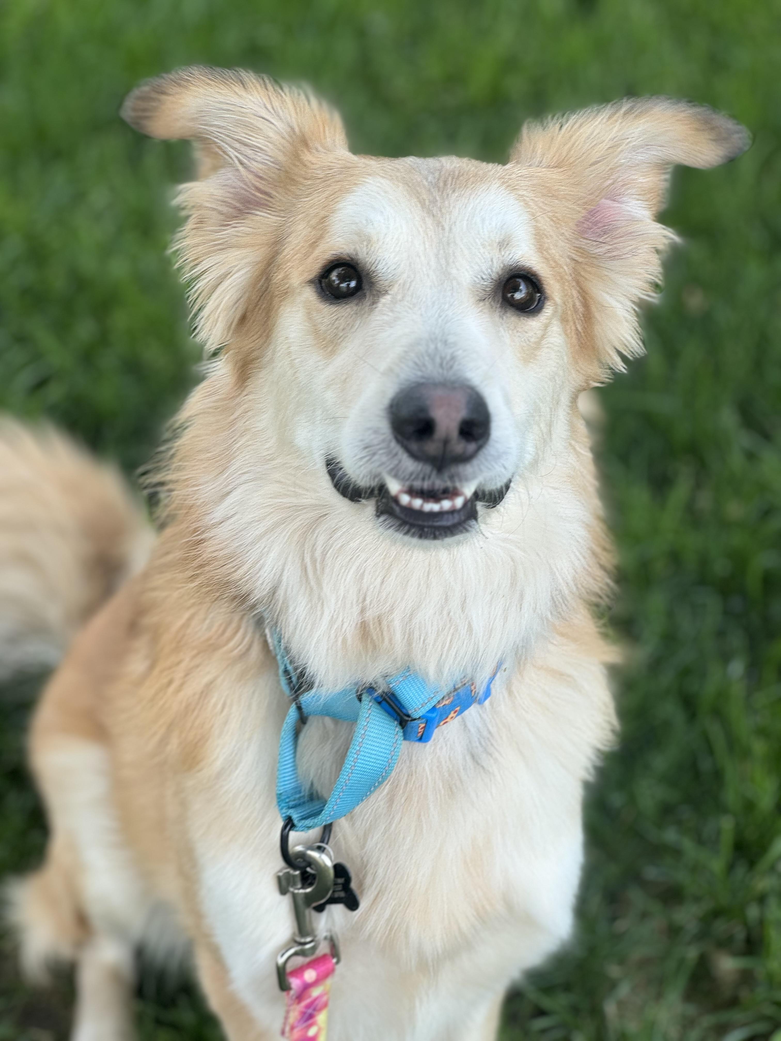 Enlarge Samson, a ADOPTABLE mixed breed in China Township, MI image 3/6