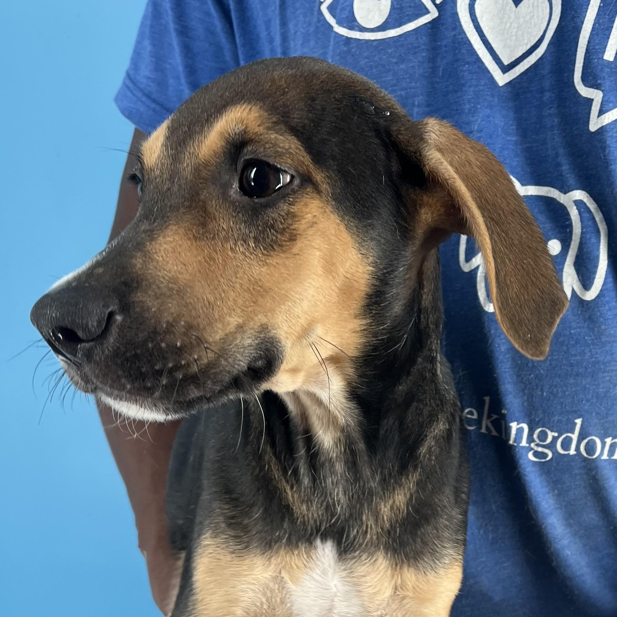 Denver - Local Dec 19-21, a Adoptable mixed breed in Gresham, OR image 6/6