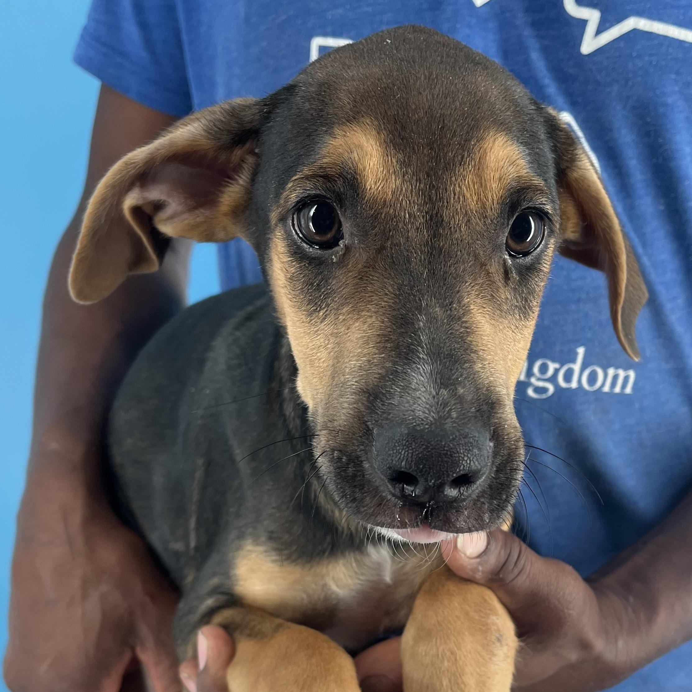 Denver - Local Dec 19-21, Adoptable, Puppy Male Labrador Retriever.