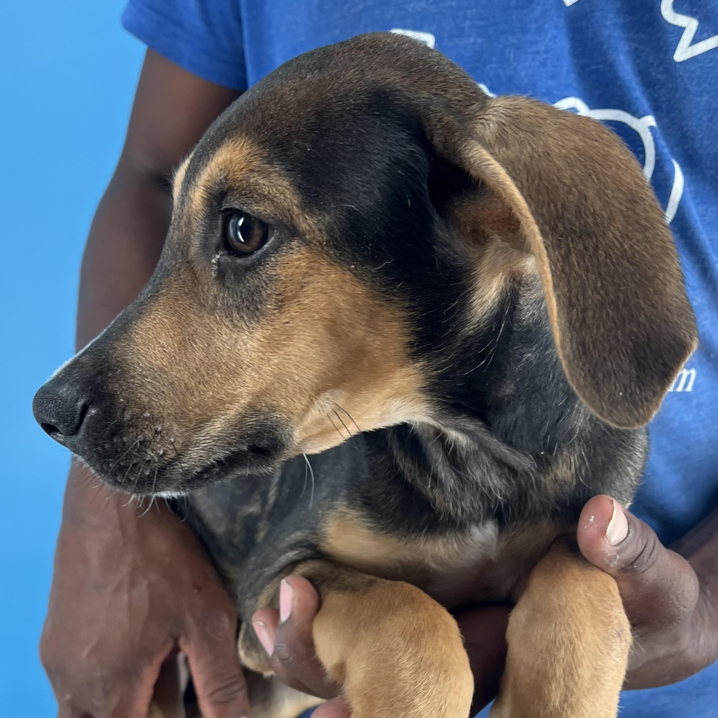 Denver - Local Dec 19-21, a Adoptable mixed breed in Gresham, OR image 5/6