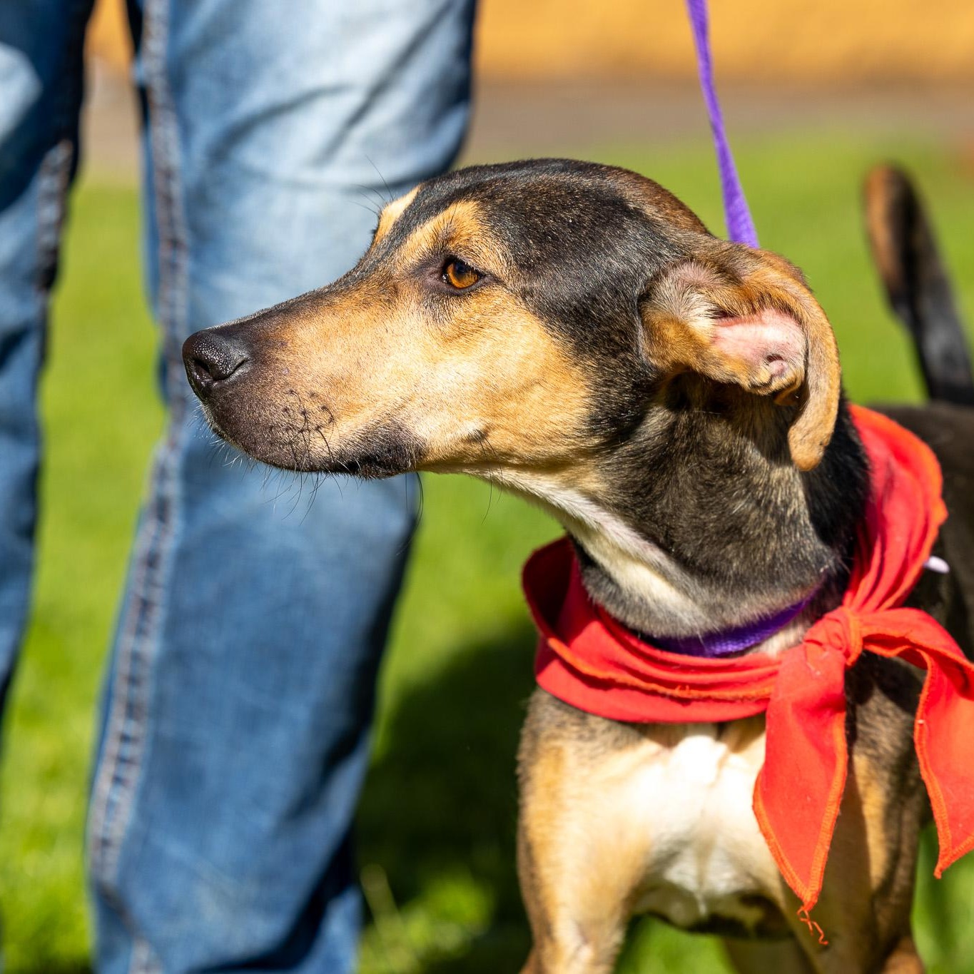 Denver - Local May 22-24, adoptable, Puppy Male Labrador Retriever.