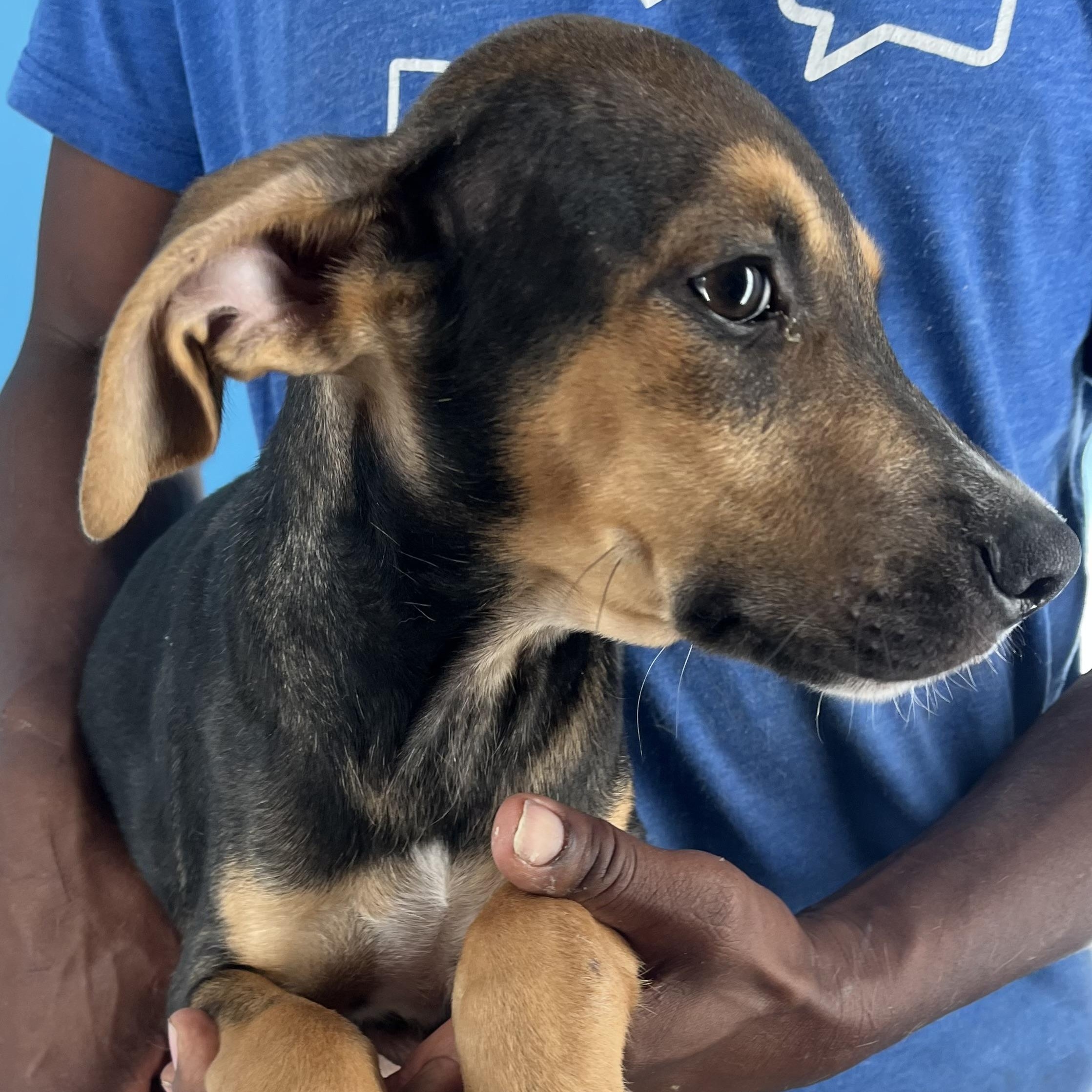 Denver - Local Dec 19-21, a Adoptable mixed breed in Gresham, OR image 3/6