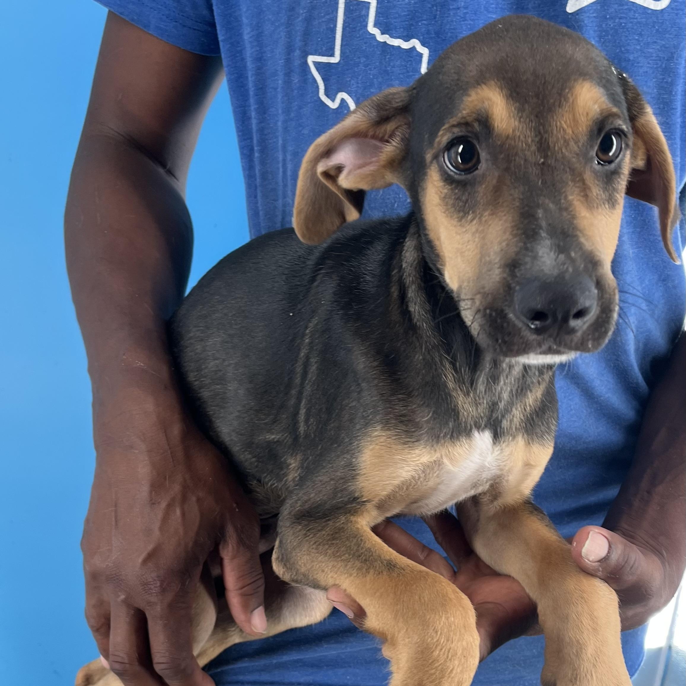 Denver - Local Dec 19-21, a Adoptable mixed breed in Gresham, OR image 4/6