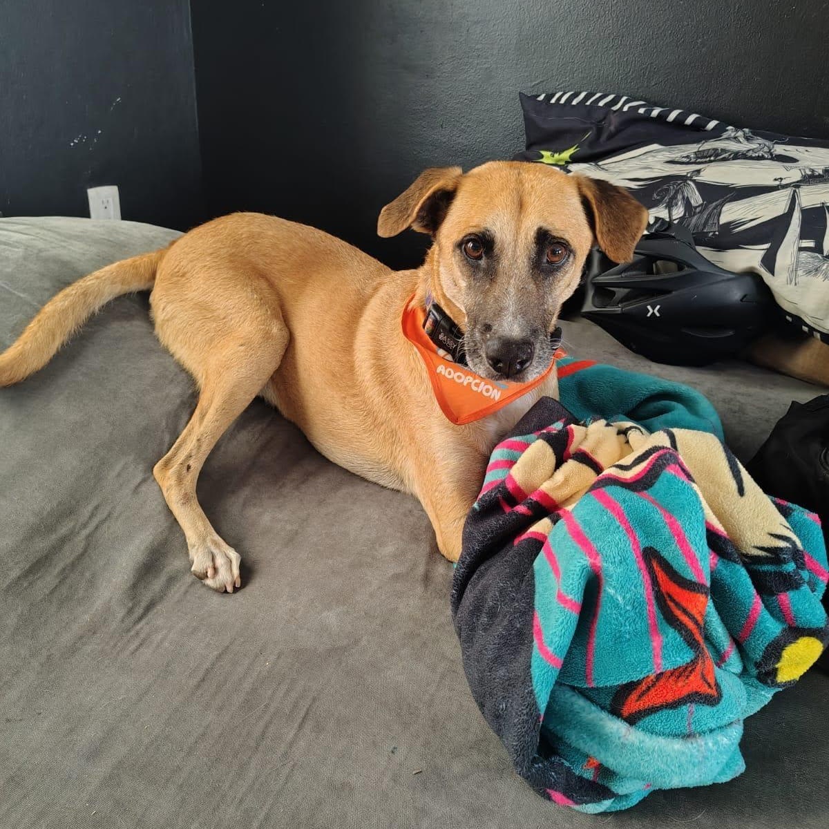 Enlarge Romeo, a ADOPTABLE mixed breed in North Vancouver, BC image 2/6