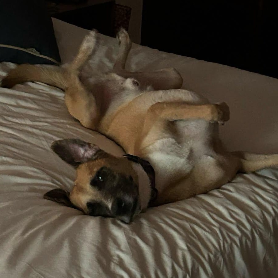 Romeo, ADOPTABLE, Adult Male Mixed Breed.