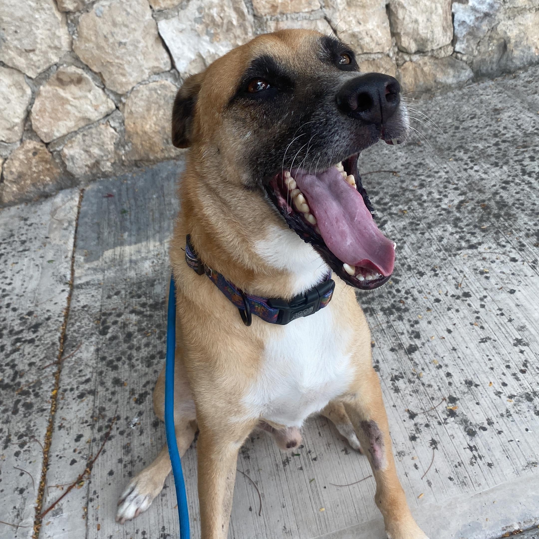 Enlarge Romeo, a ADOPTABLE mixed breed in North Vancouver, BC image 4/6