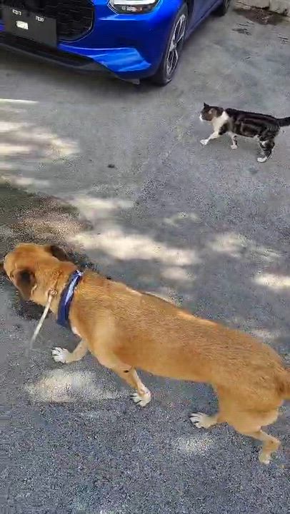 Enlarge Romeo, a ADOPTABLE mixed breed in North Vancouver, BC video 6/6