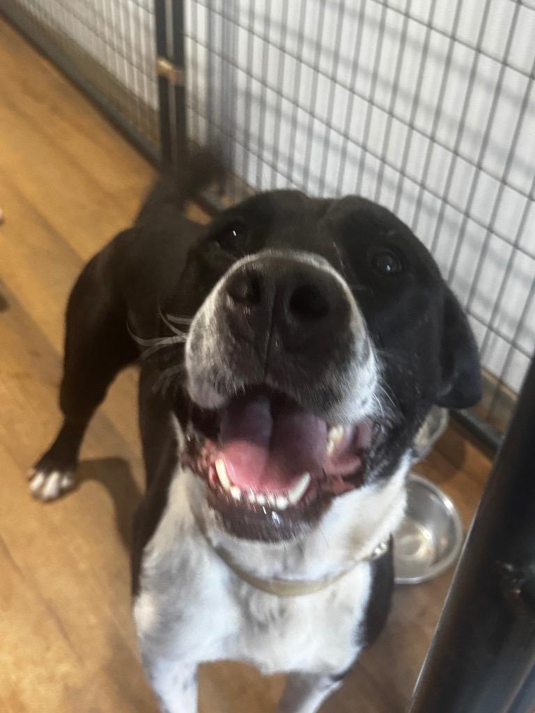 Enlarge Odin, a Adoptable mixed breed in Charlotte, MI image 1/3