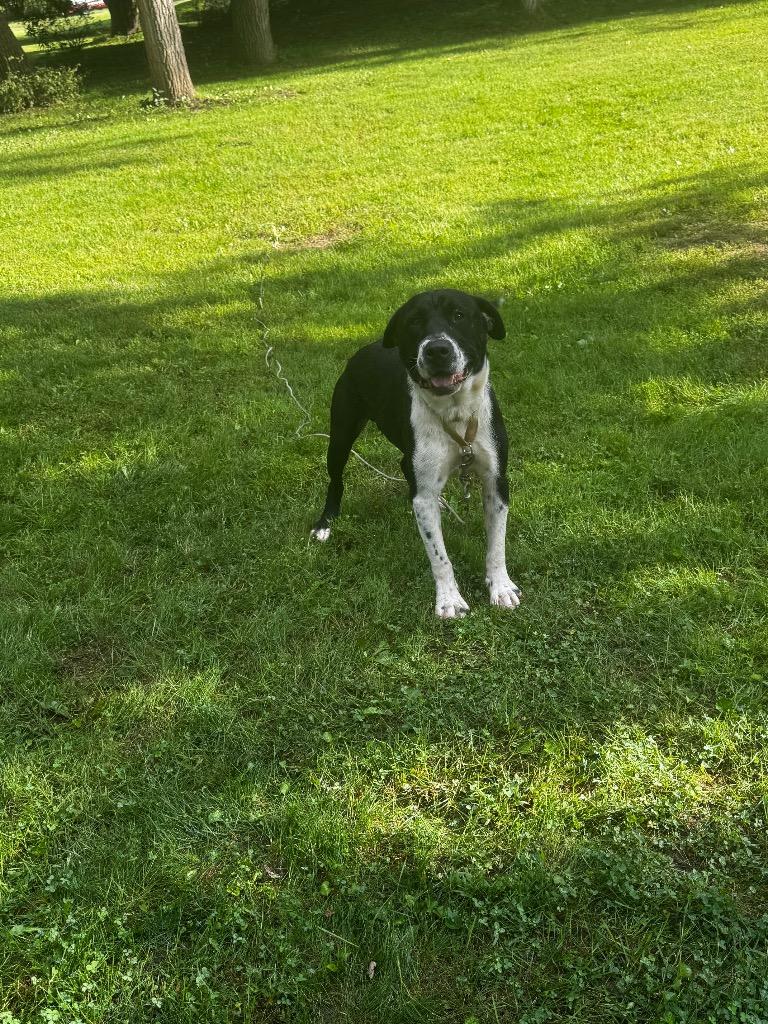 Enlarge Odin, a Adoptable mixed breed in Charlotte, MI image 2/3