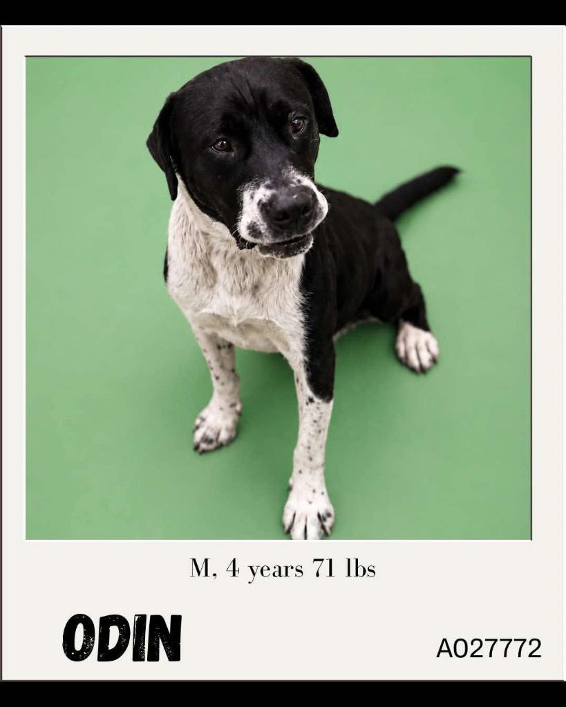 Enlarge Odin, a Adoptable mixed breed in Charlotte, MI image 3/3