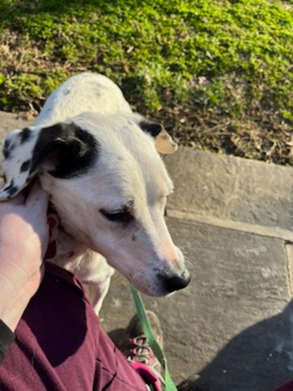 Chelsea, a Adoptable mixed breed in Winston Salem, NC image 2/3