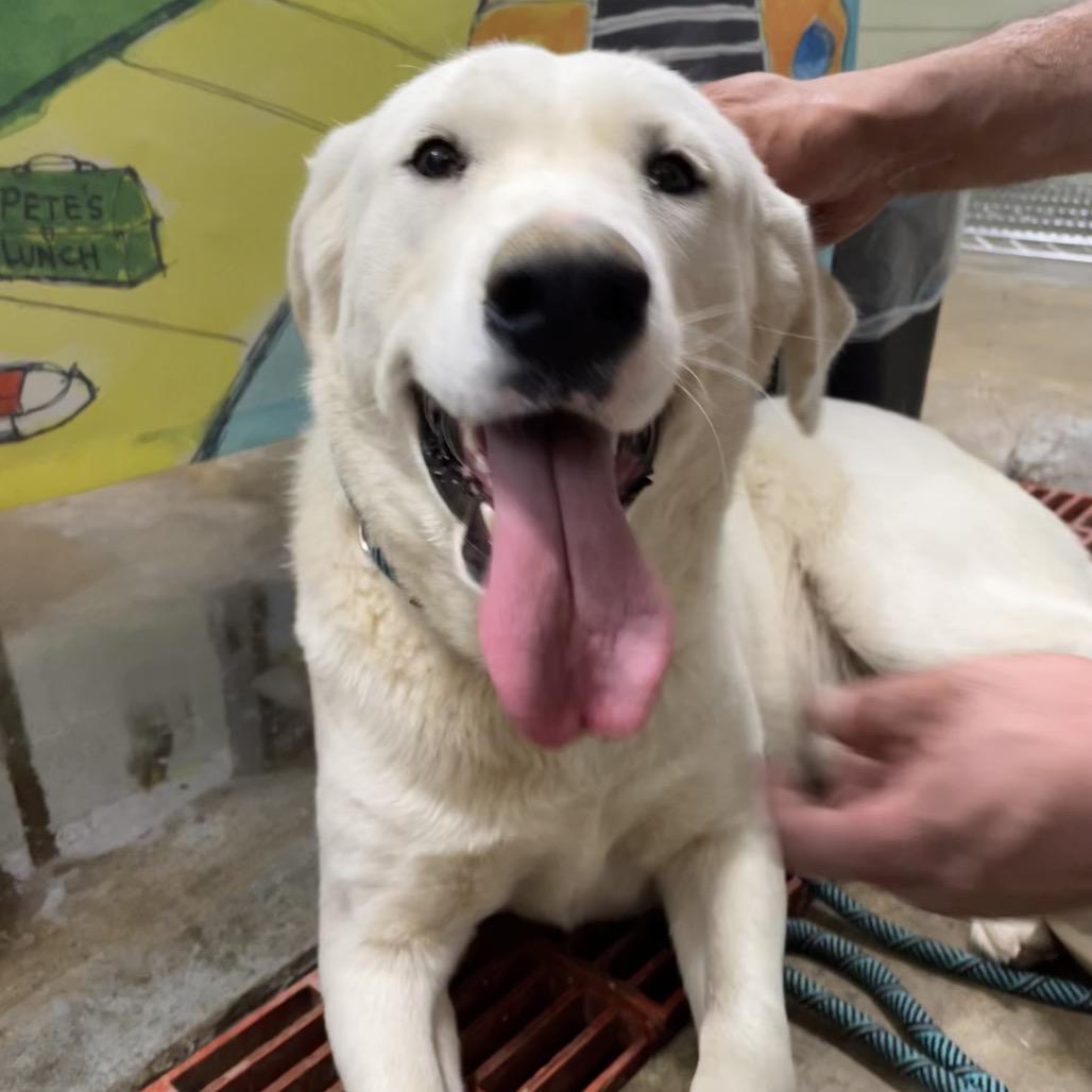 Enlarge Molly*, a Adoptable mixed breed in Eureka Springs, AR image 1/1