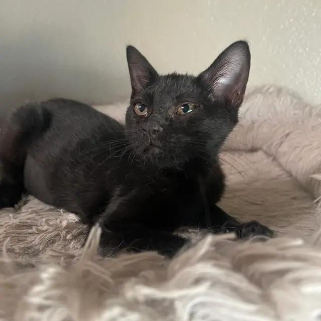 Gemma, a Adoptable Domestic Short Hair in Rio Linda, CA image 1/5