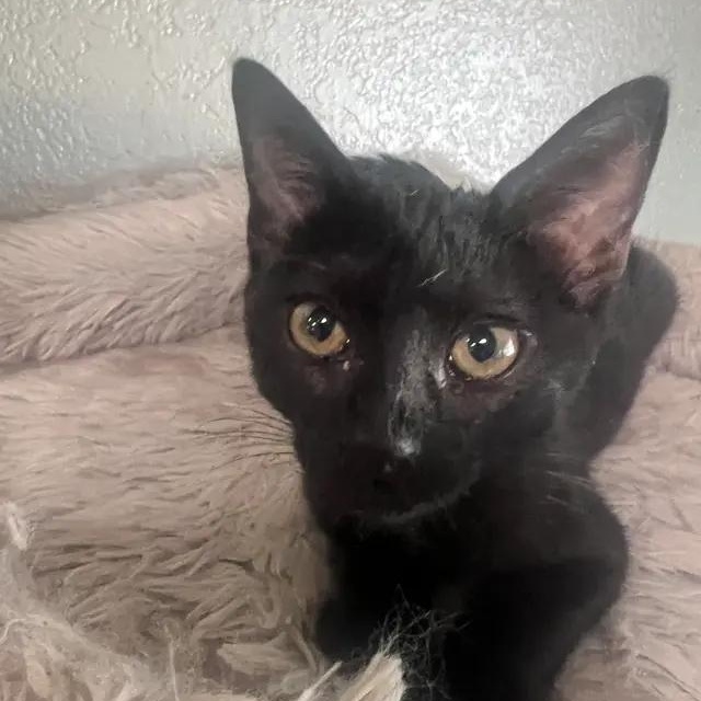 Gemma, a Adoptable Domestic Short Hair in Rio Linda, CA image 2/5