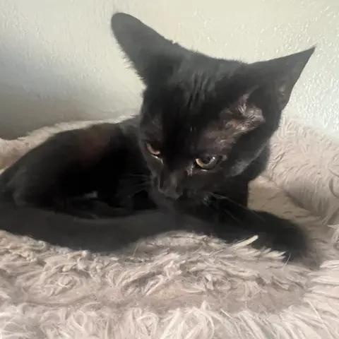 Gemma, a Adoptable Domestic Short Hair in Rio Linda, CA image 3/5